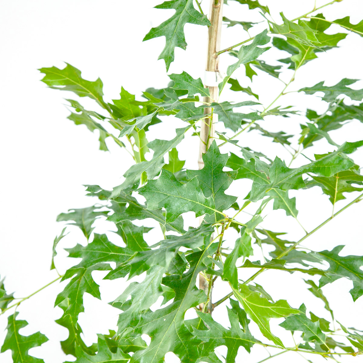 Enlarge Product Preview 3