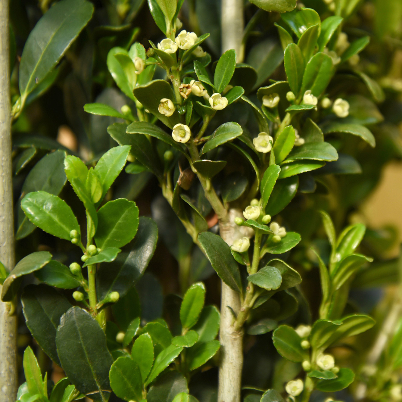 Enlarge Product Preview 3