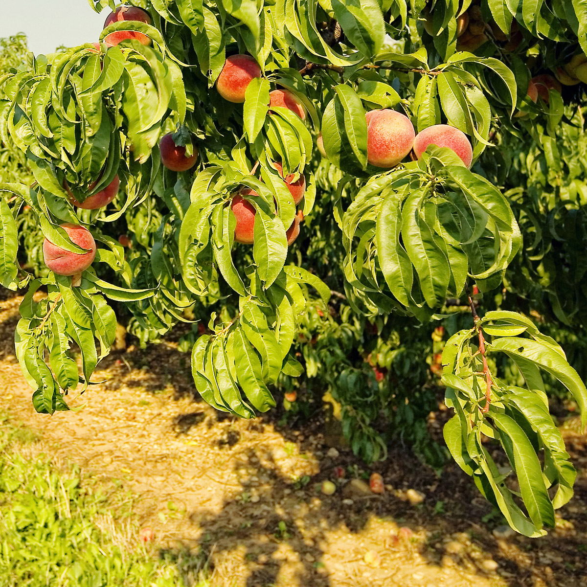 Enlarge Product Preview 6