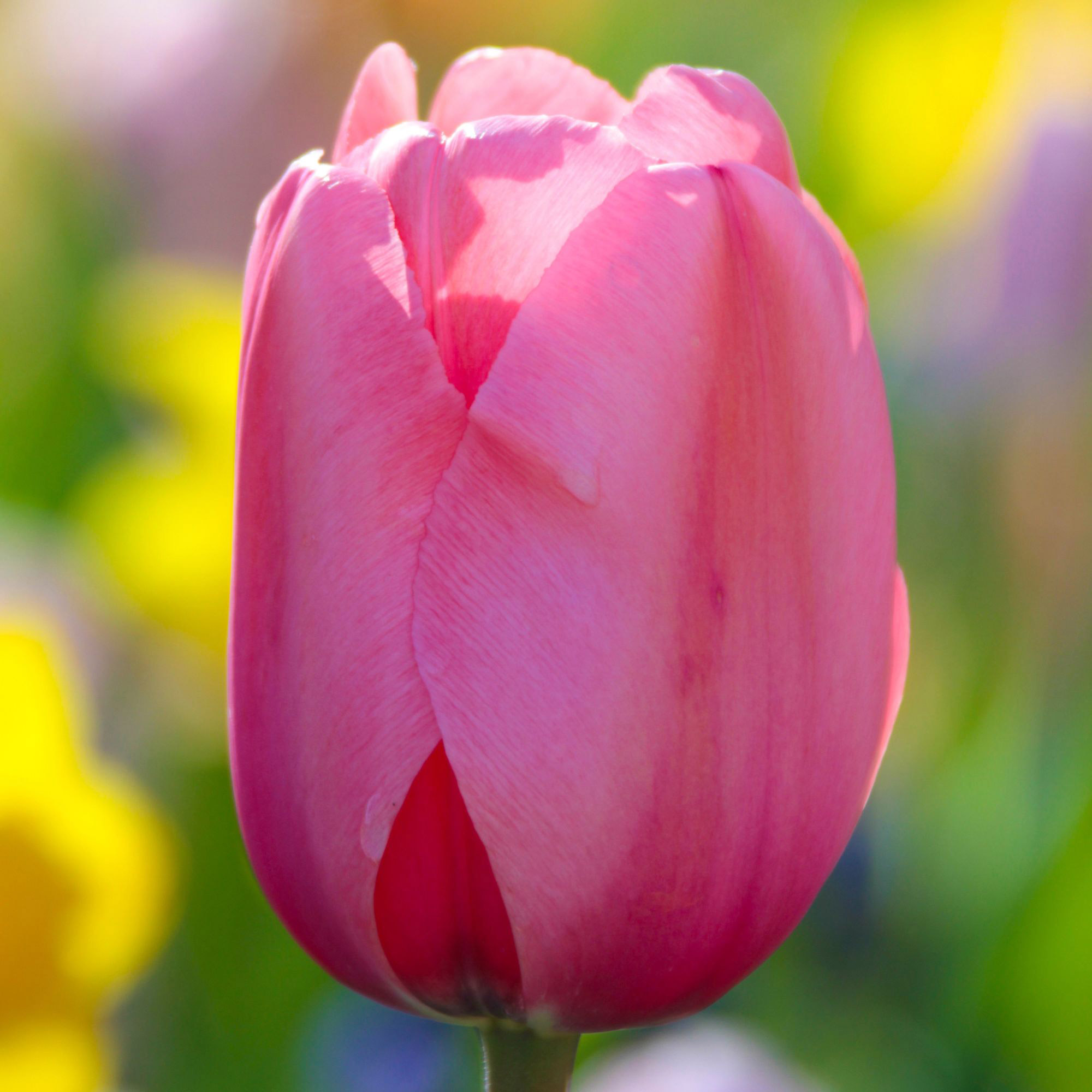 Enlarge Product Preview 6