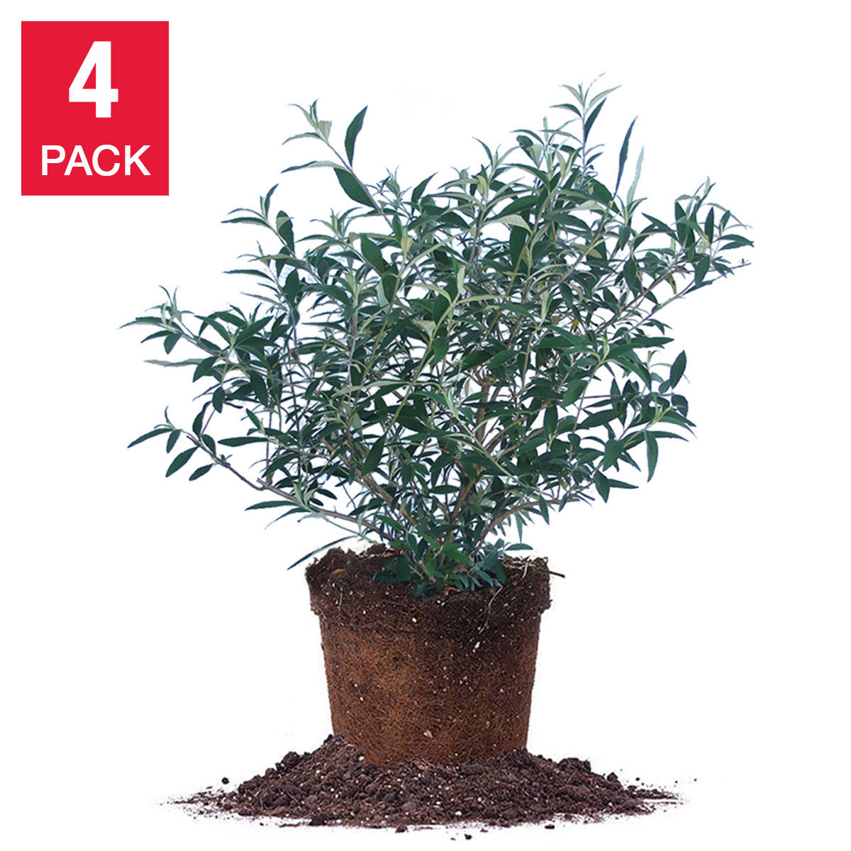 1 Gallon Butterfly Bush  4-pack