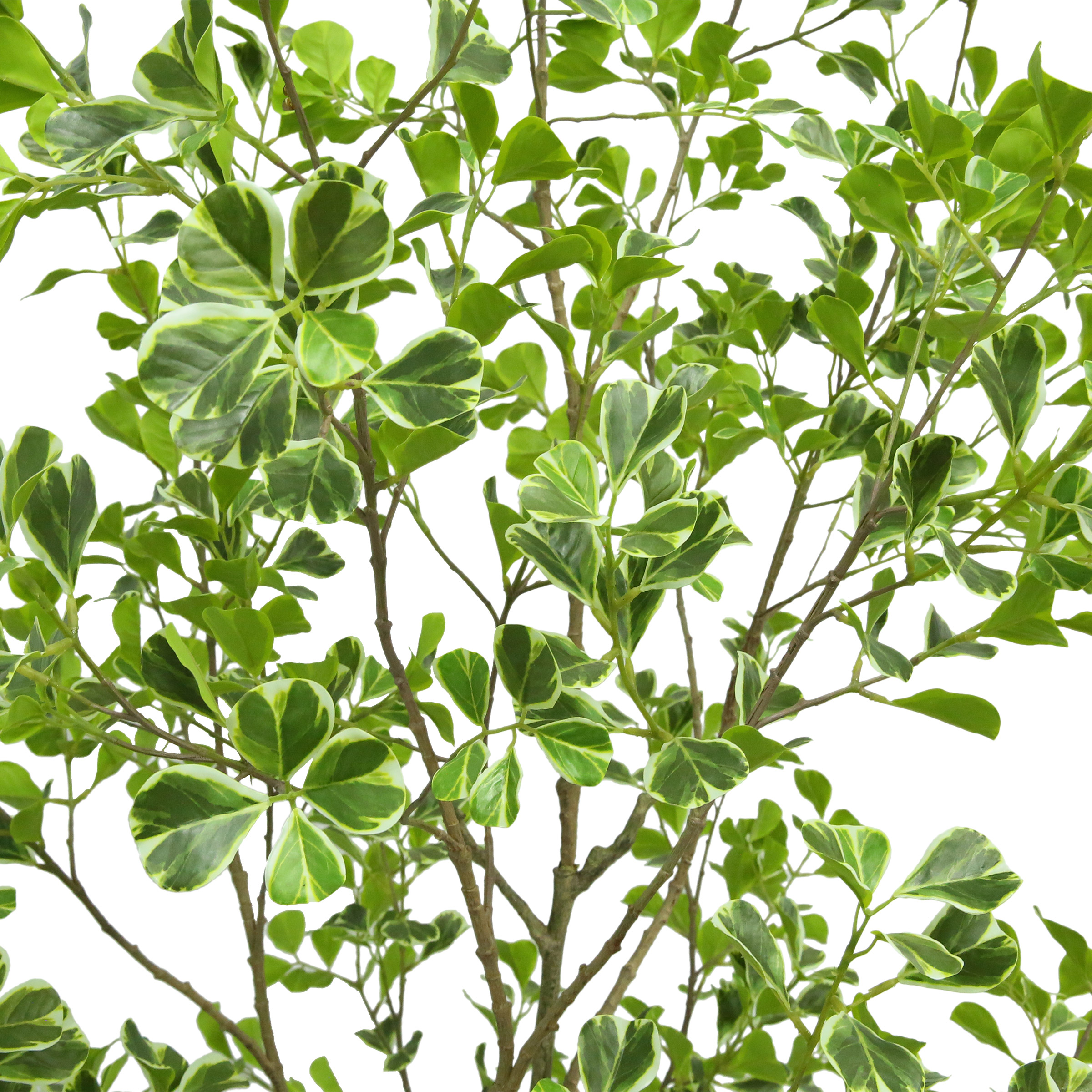 Enlarge Product Preview 4