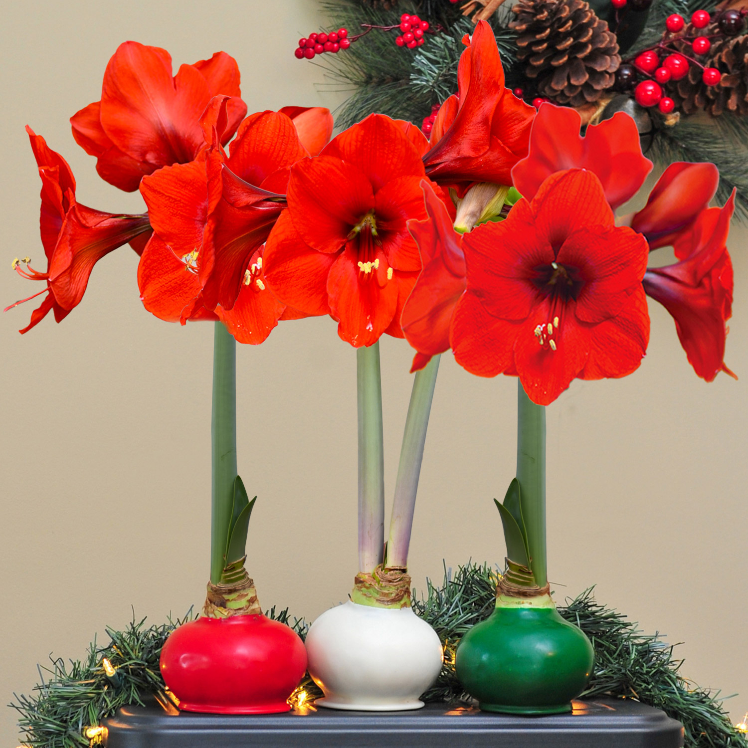 Bloomaker Holiday Trio Waxed Amaryllis  No Water Needed