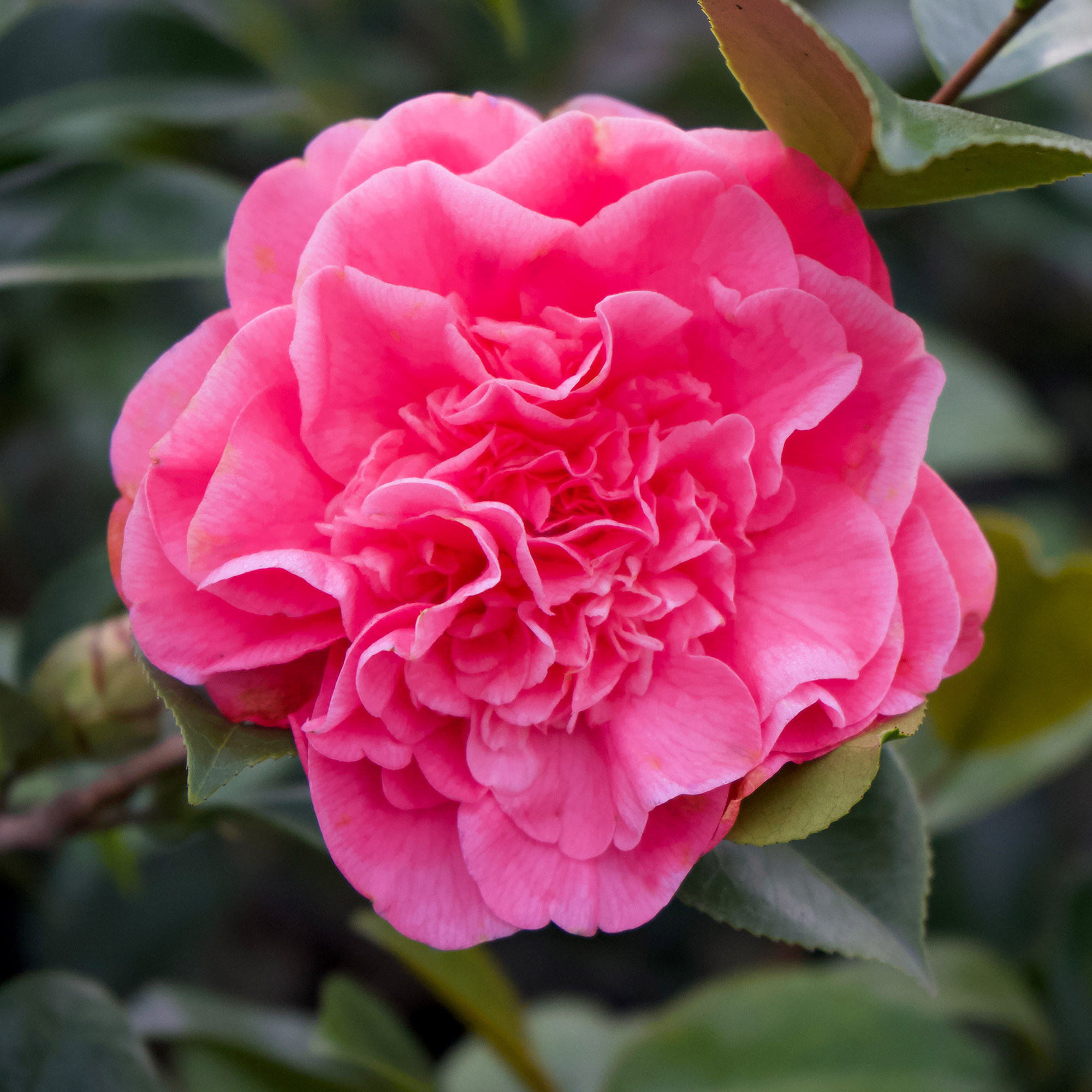 Enlarge Product Preview 2 Successfully Enriched by automation Job.