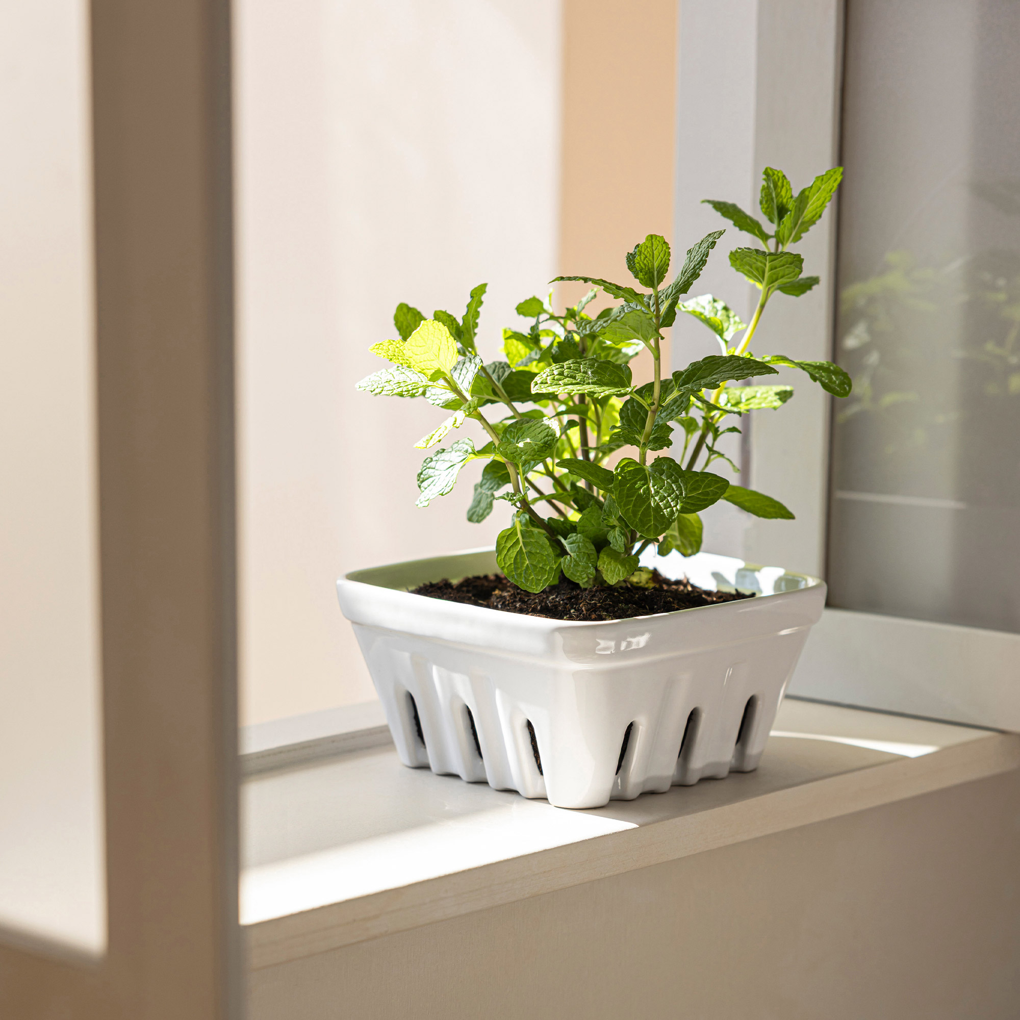 Enlarge Product Preview 6