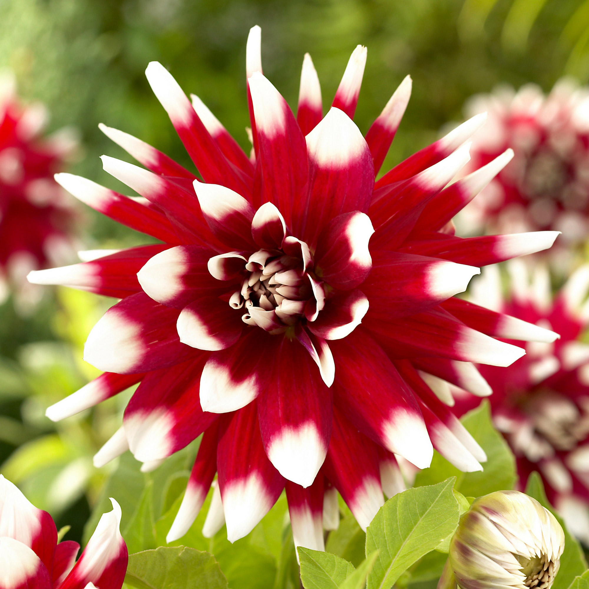 Enlarge Product Preview 4