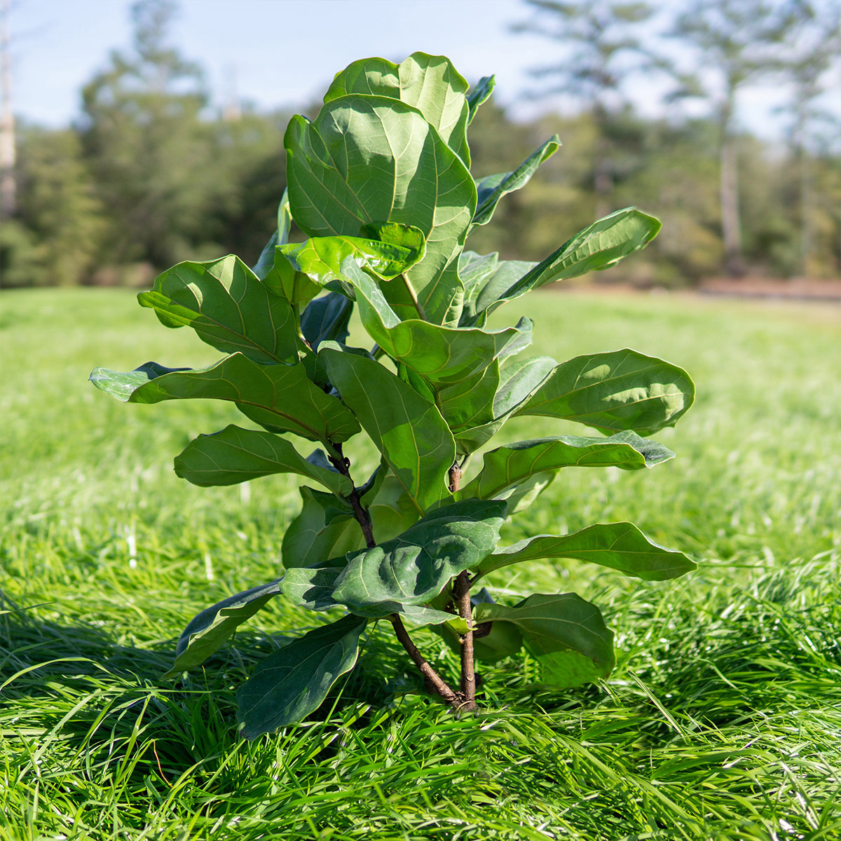 Enlarge Product Preview 4