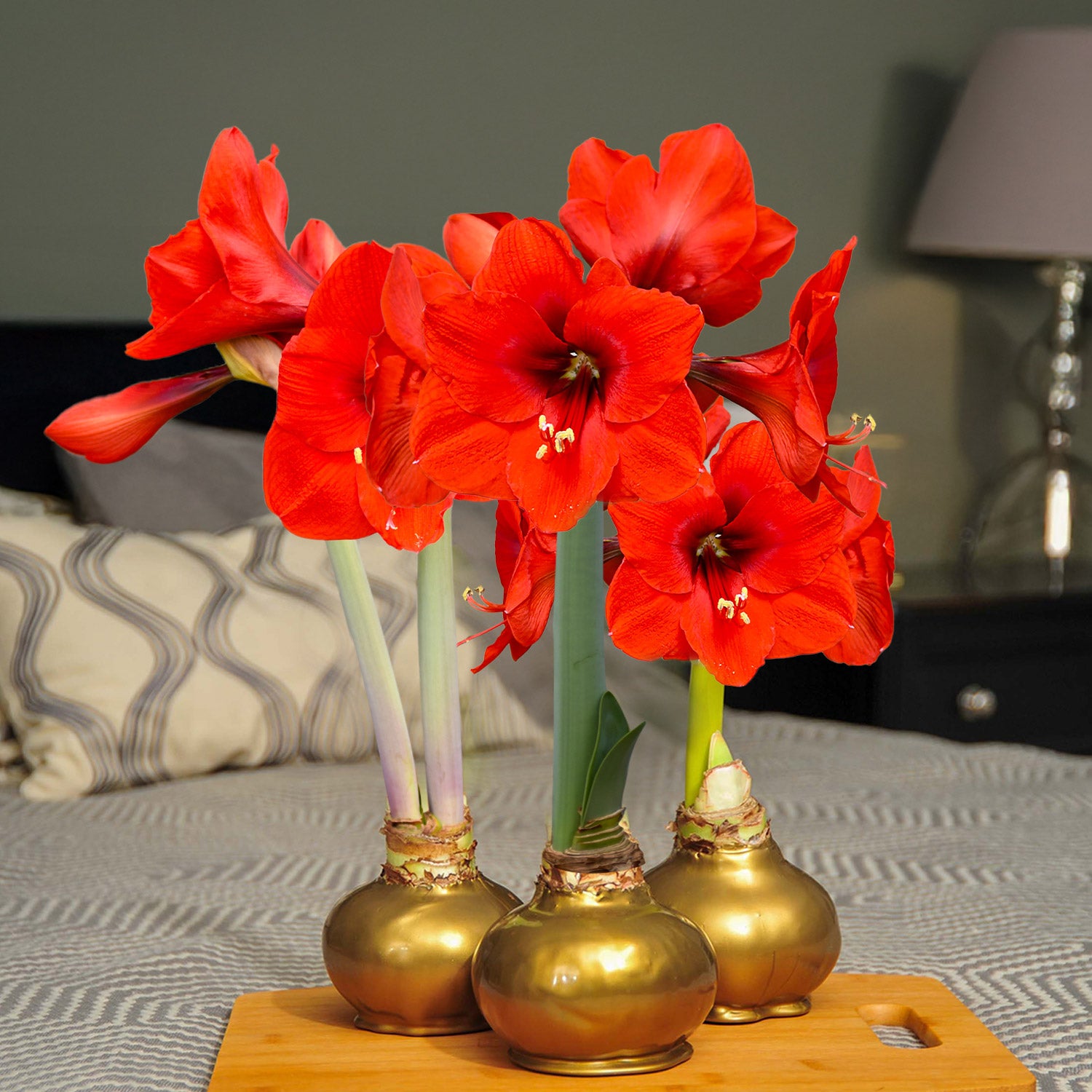 Bloomaker Gold Waxed Amaryllis Trio, No Water Needed | Costco