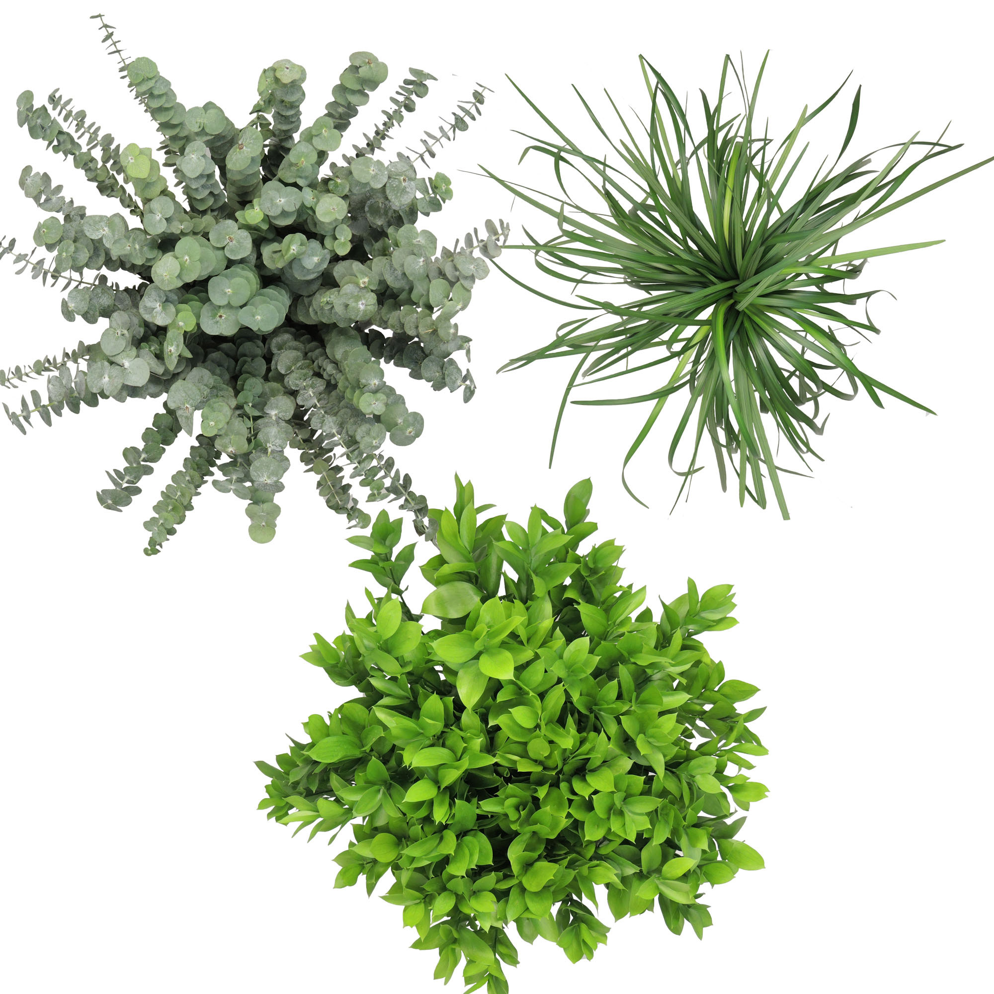 Assorted Greenery, 12 Bunches