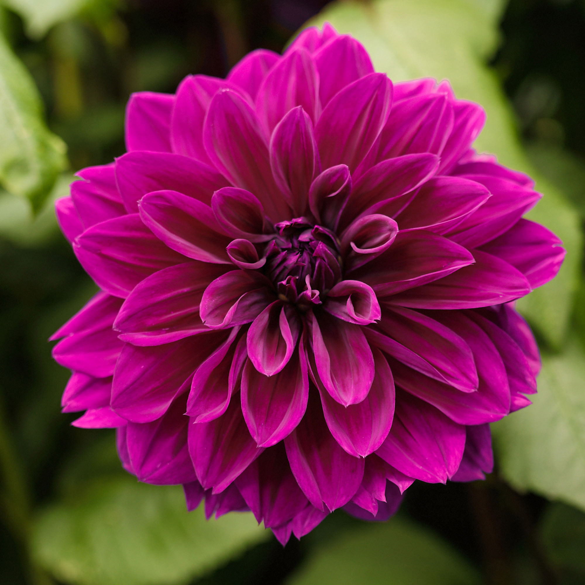 Longfield Gardens Dahlia Collections Assorted Colors, 12-count