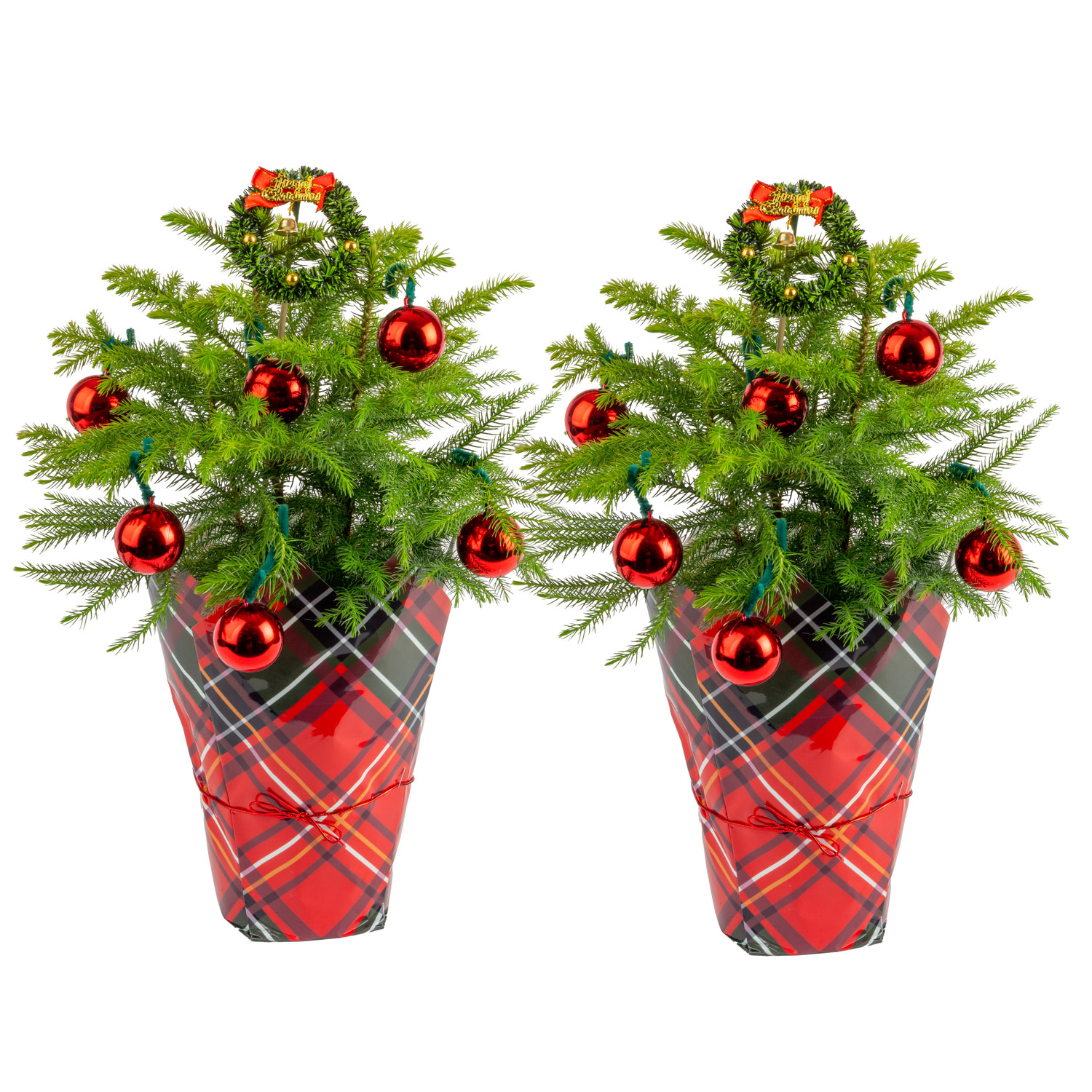 Costa Farms Decorated Norfolk Island Pine Live Christmas Tree  Houseplant in Decor Cover  2-pack