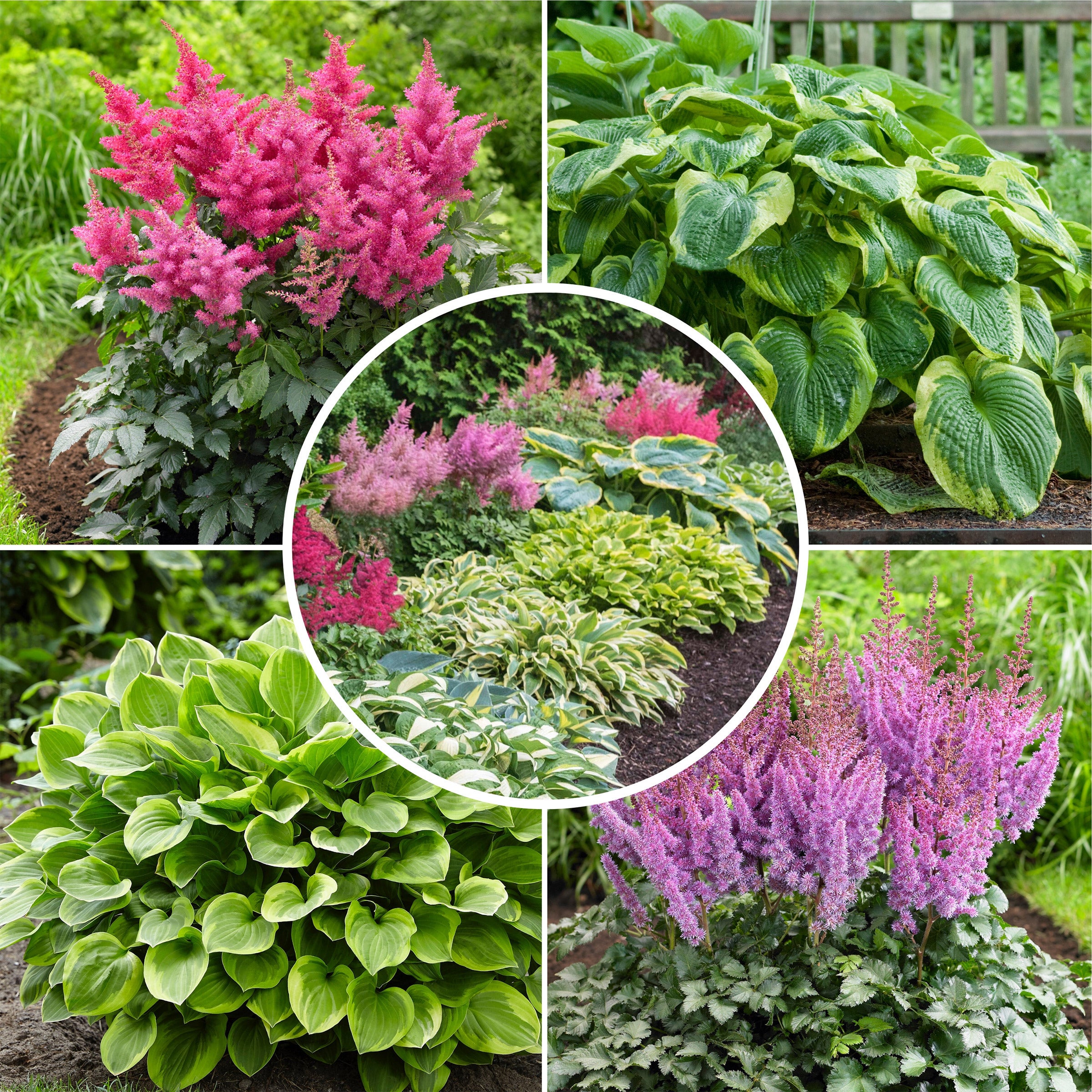 Costco: Astilbes & Hostas (20 Bareroot Plants Included)