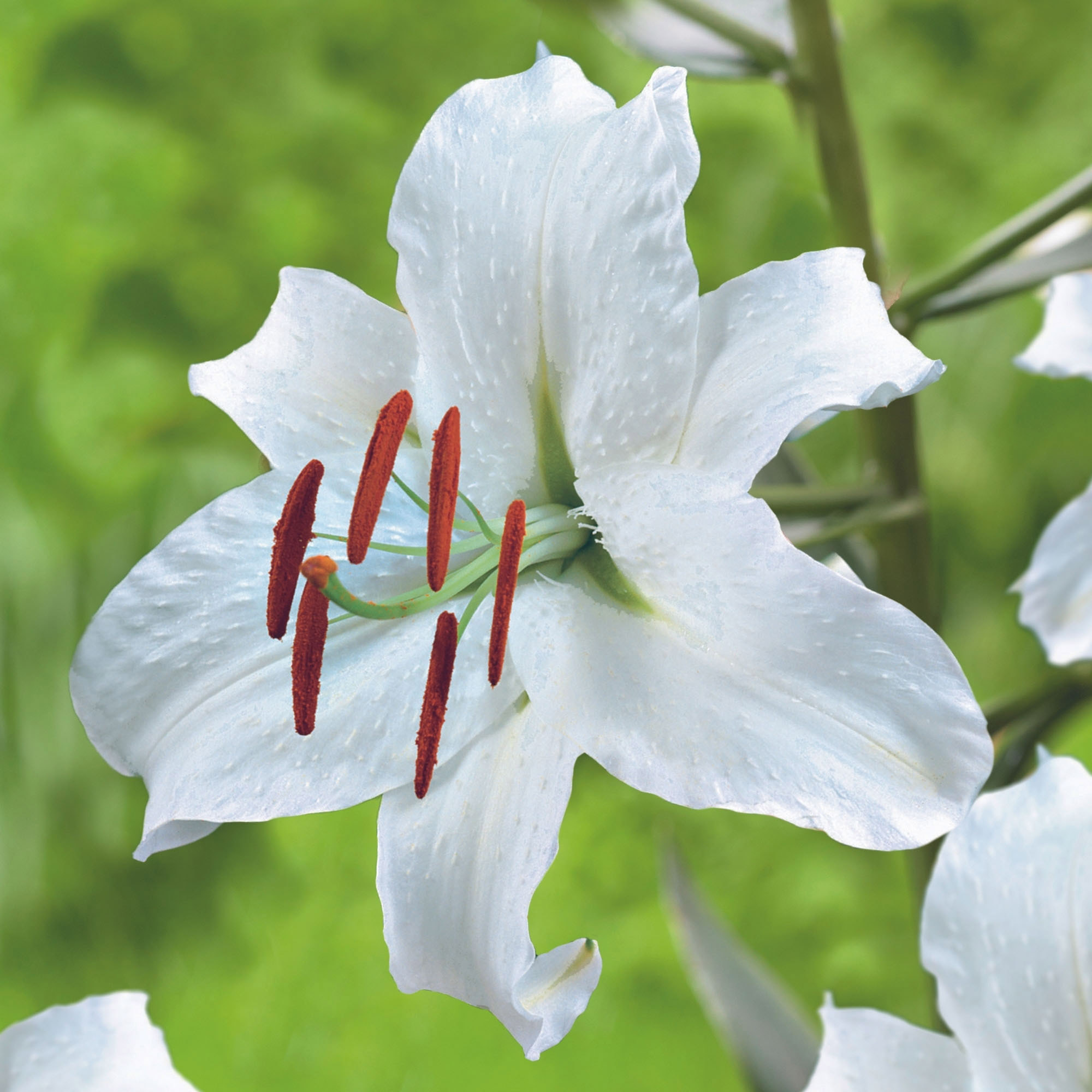 Enlarge Product Preview 10 Successfully Enriched by automation Job.