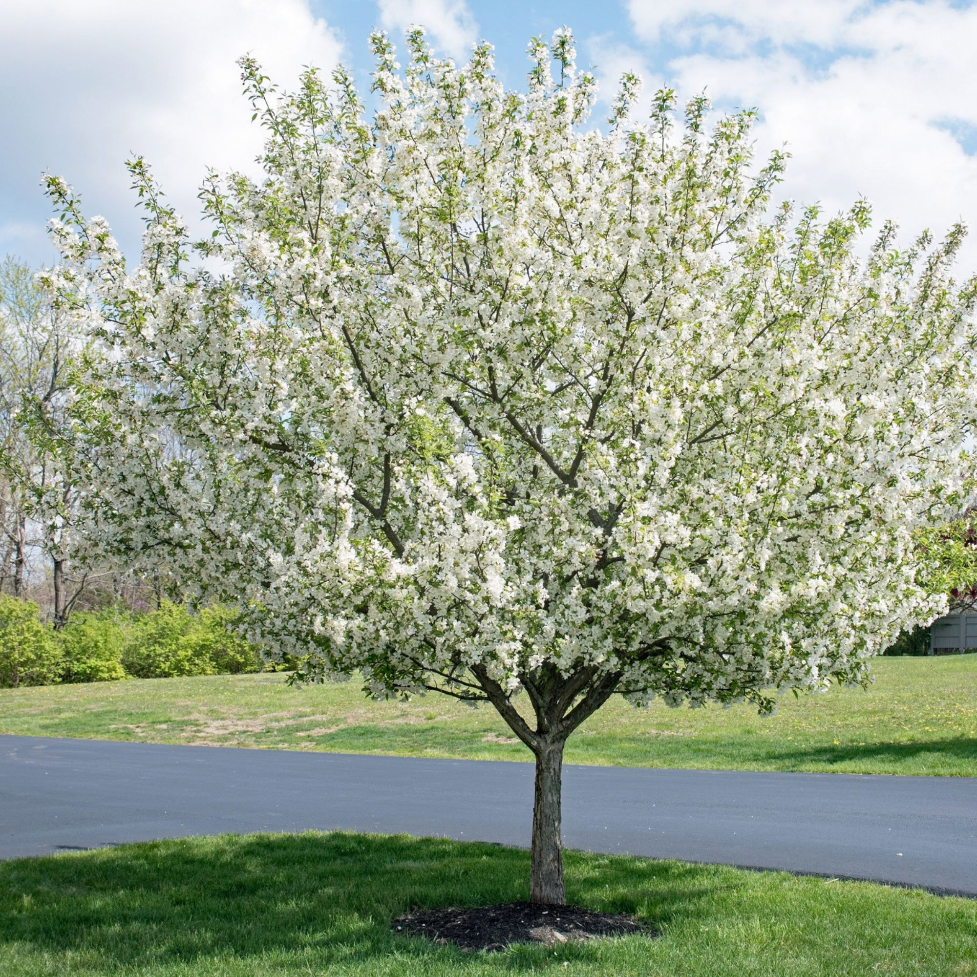 Enlarge Product Preview 3