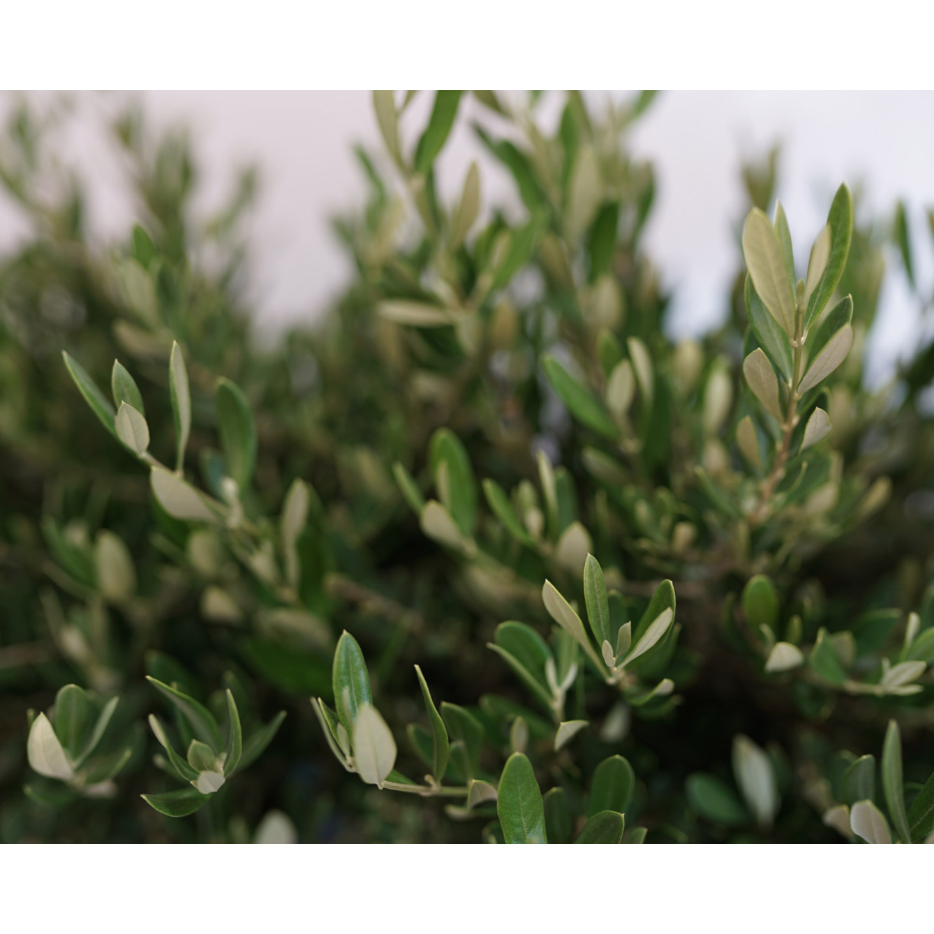 Enlarge Product Preview 2