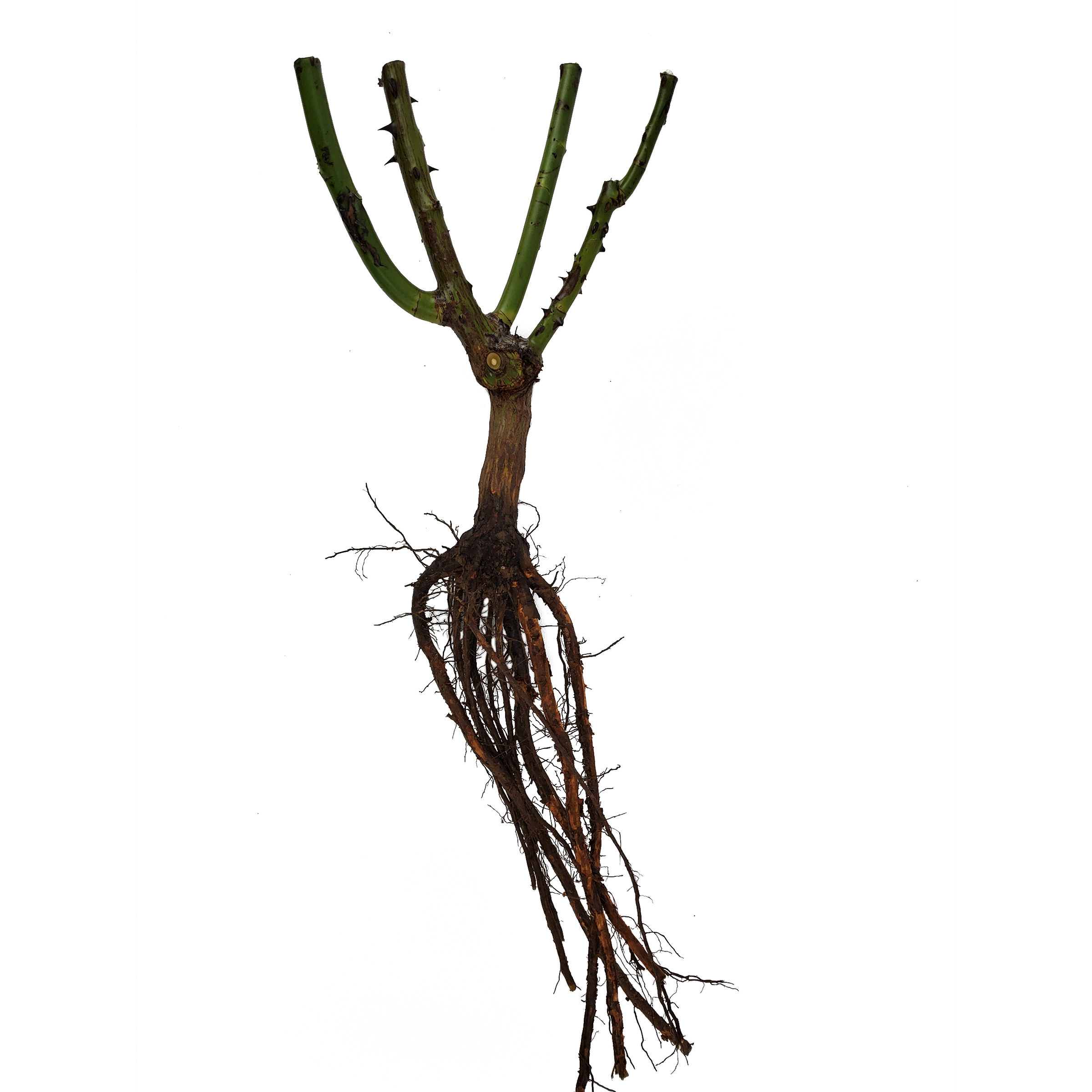 Enlarge Product Preview 4