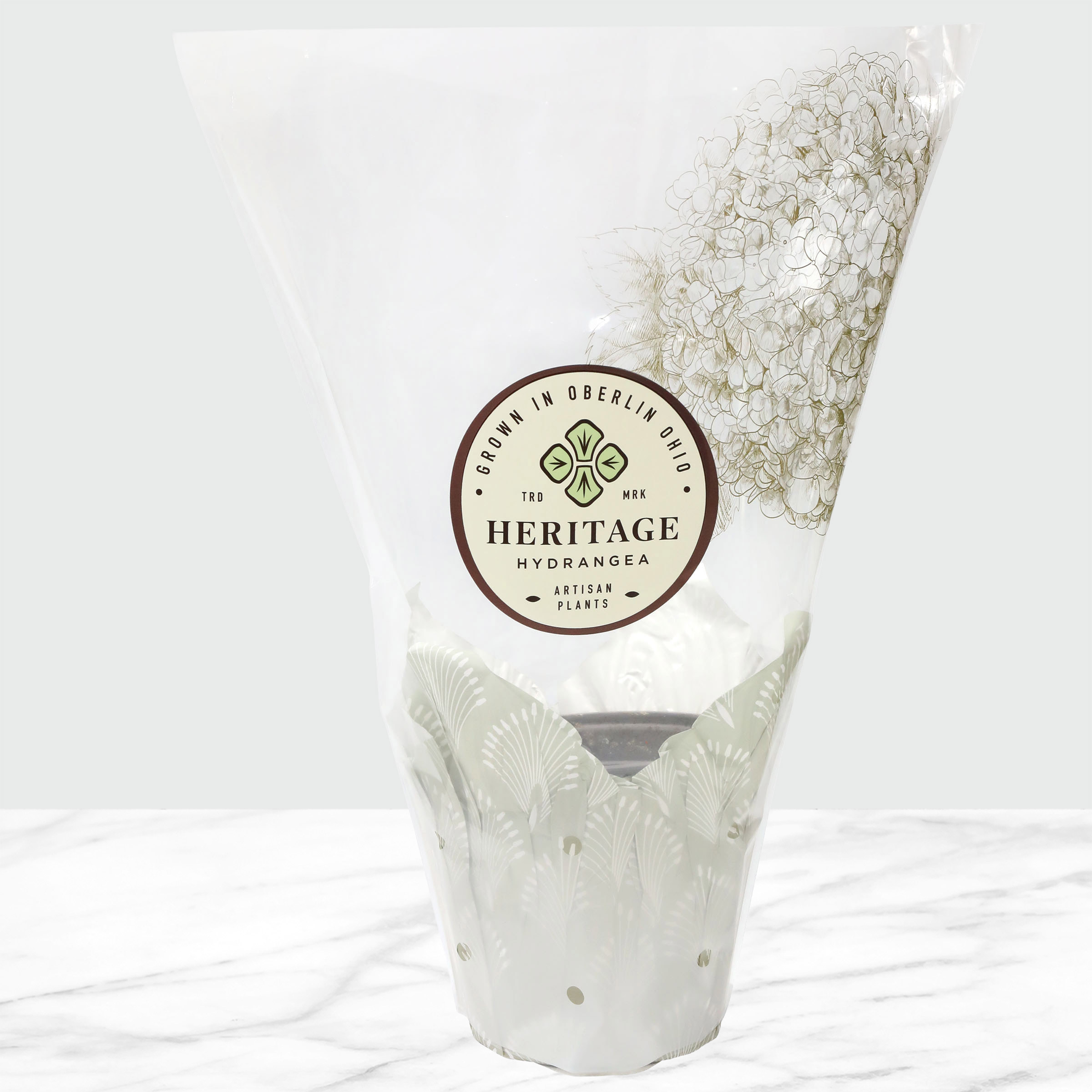 Live Hydrangea in White Floramax Pot