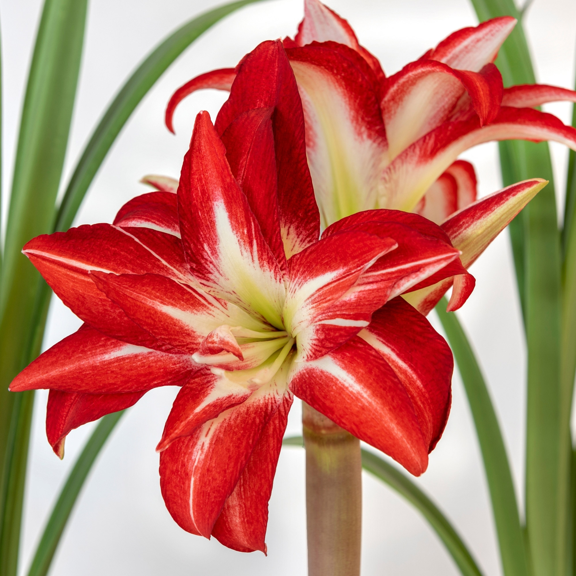 Enlarge Product Preview 2