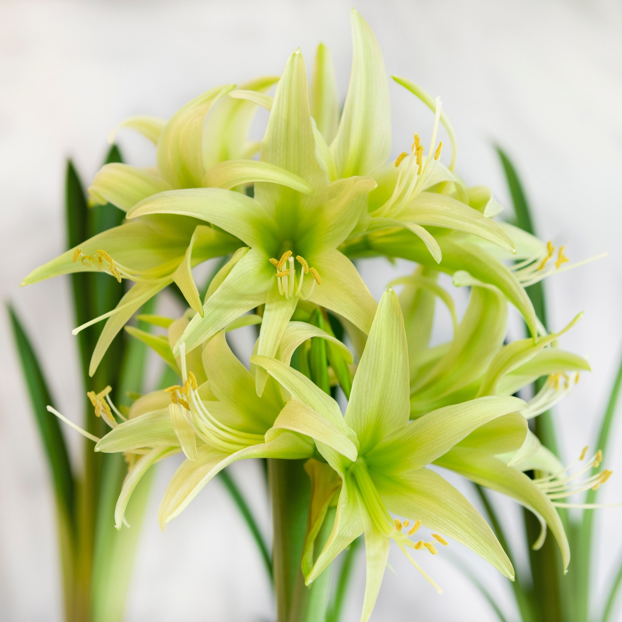 Amaryllisページ Amaryllis Single Ambiance - 1 bulb - Longfield Gardens