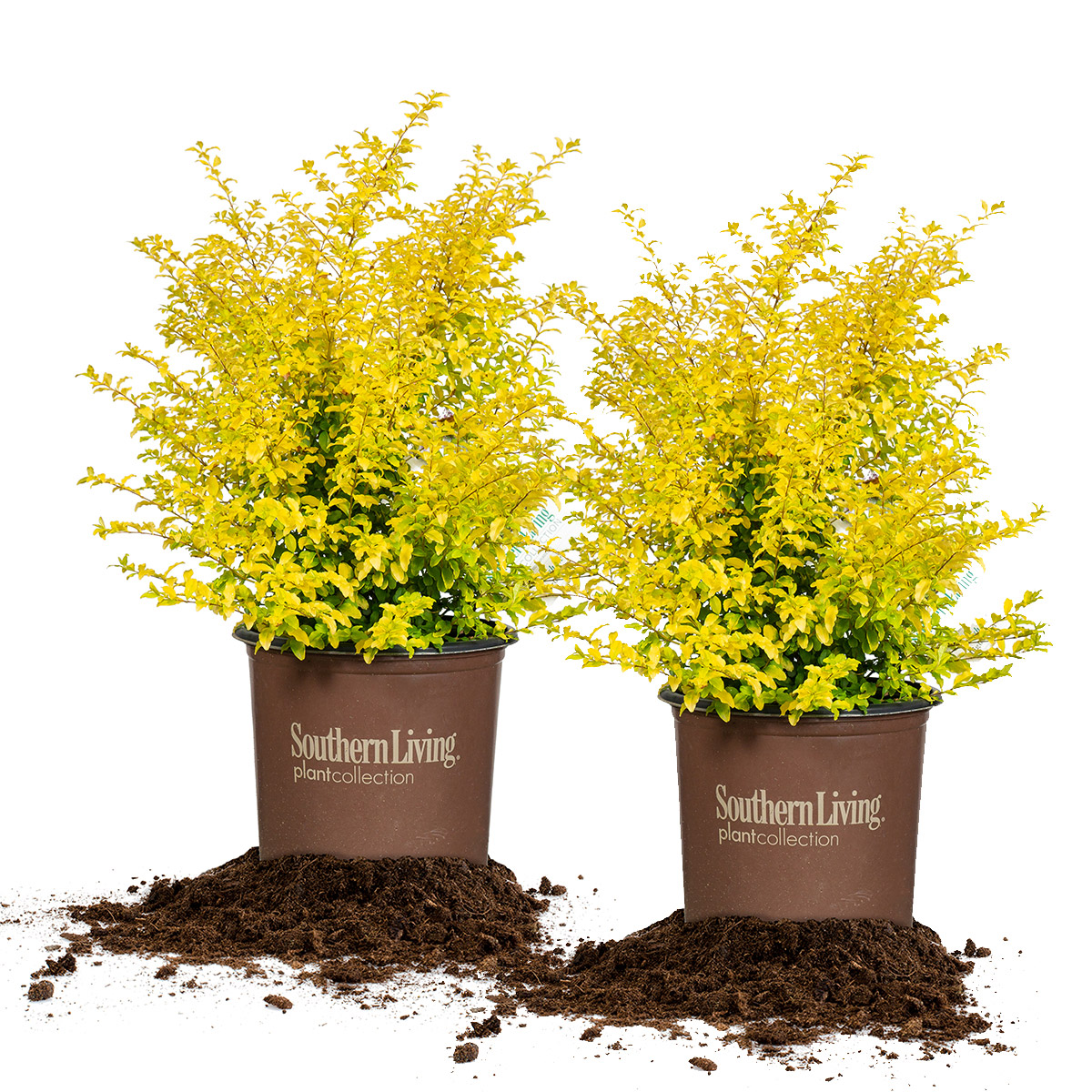 Enlarge Product Preview 2