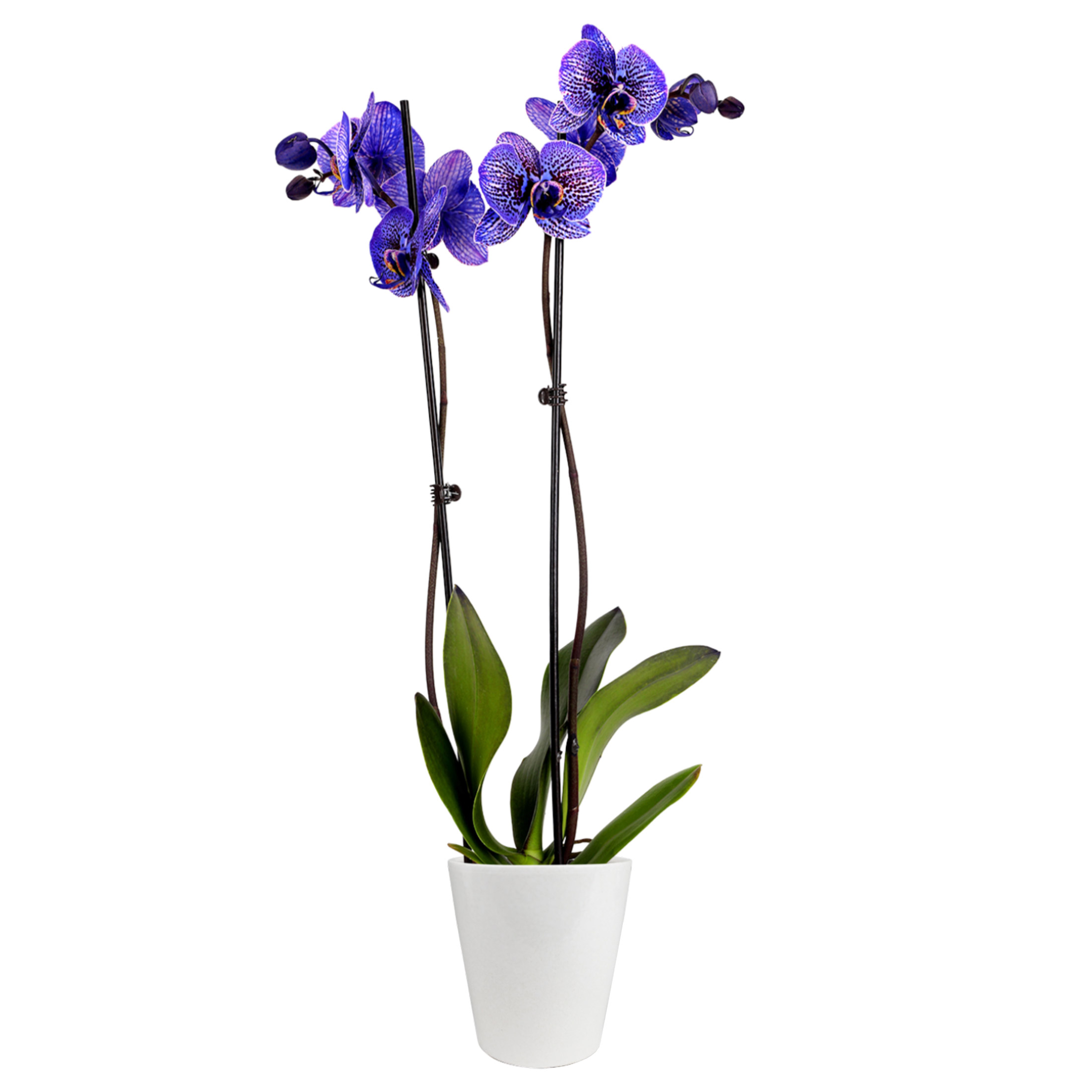 5" Kaleidoscope Orchid in White Quinn Pot