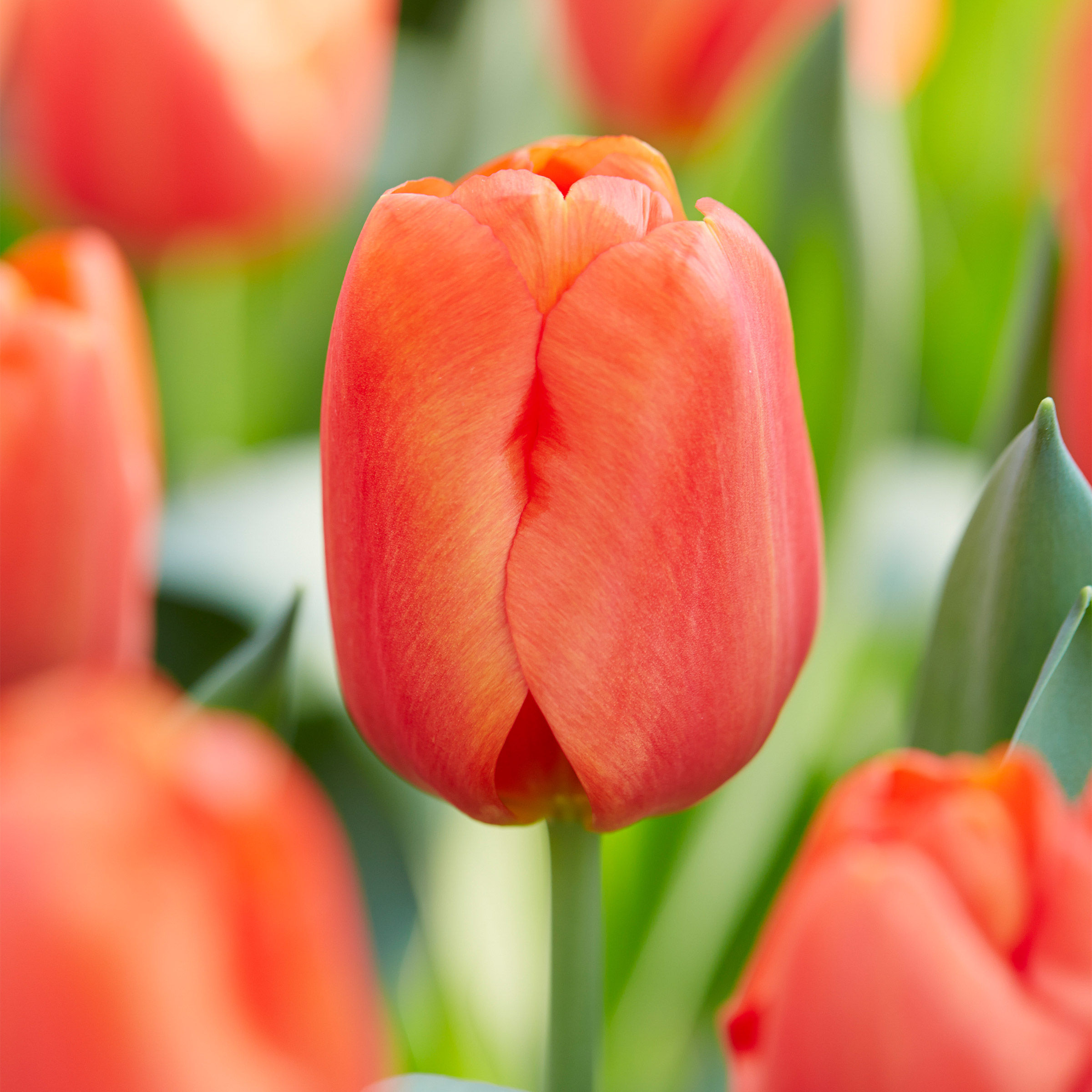 Enlarge Product Preview 3