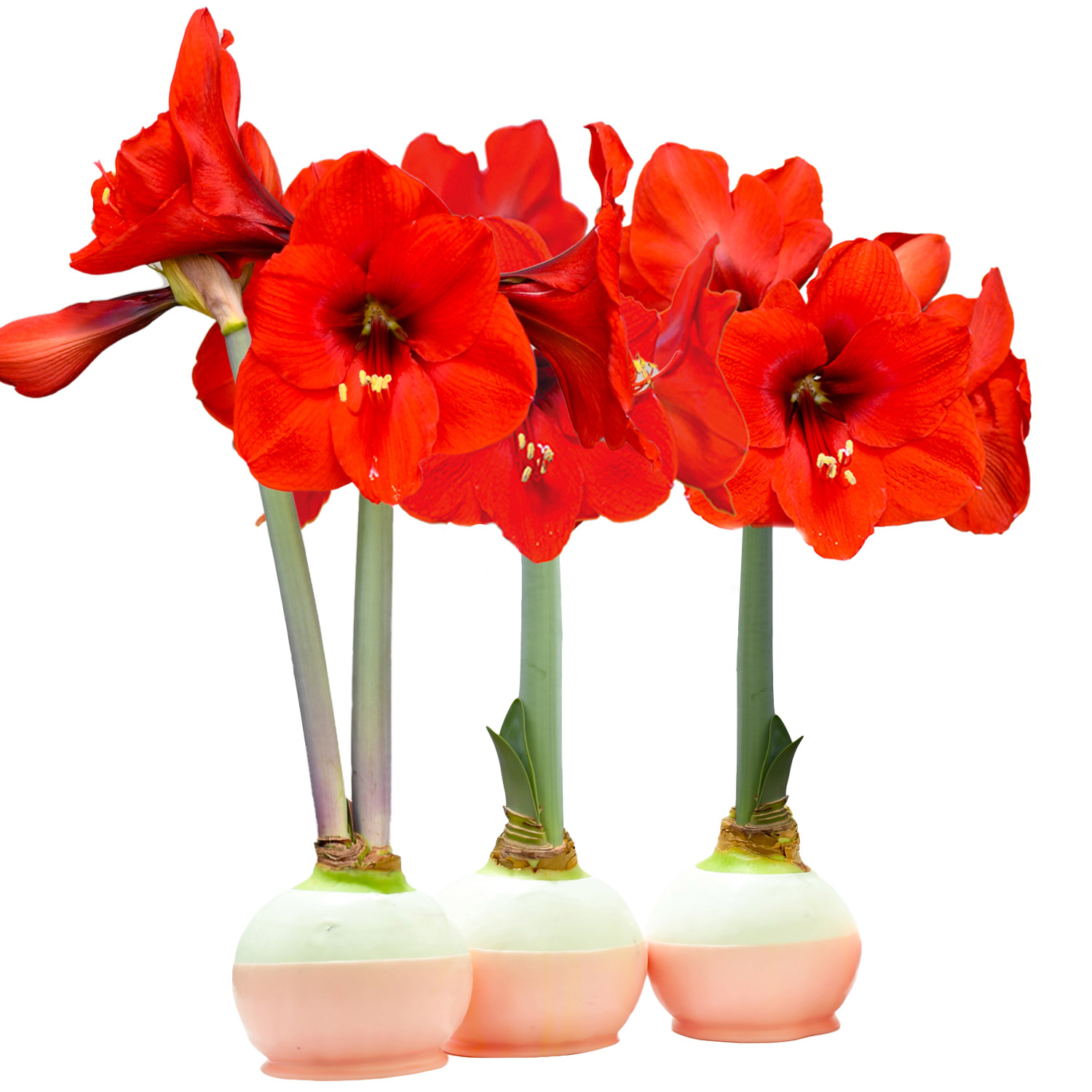 Bloomaker Double Valentine Waxed Amaryllis Trio, No Water Needed