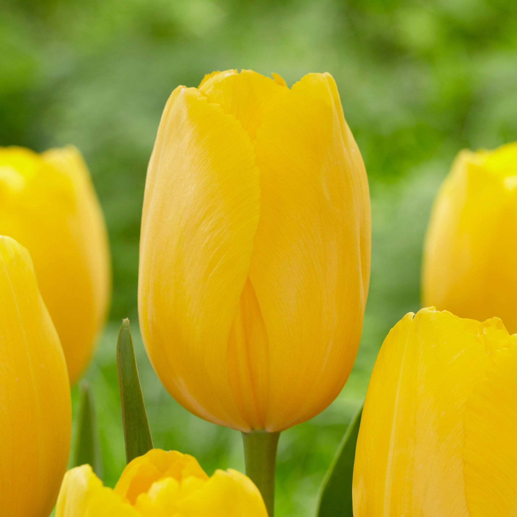 Enlarge Product Preview 5