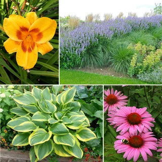 16" DROUGHT RESISTANT COMBO PLANTER 6.3G / 23.9L