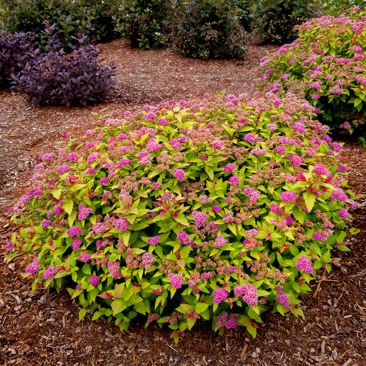 Bloomin Easy® by Van Zyverden Spireae 4