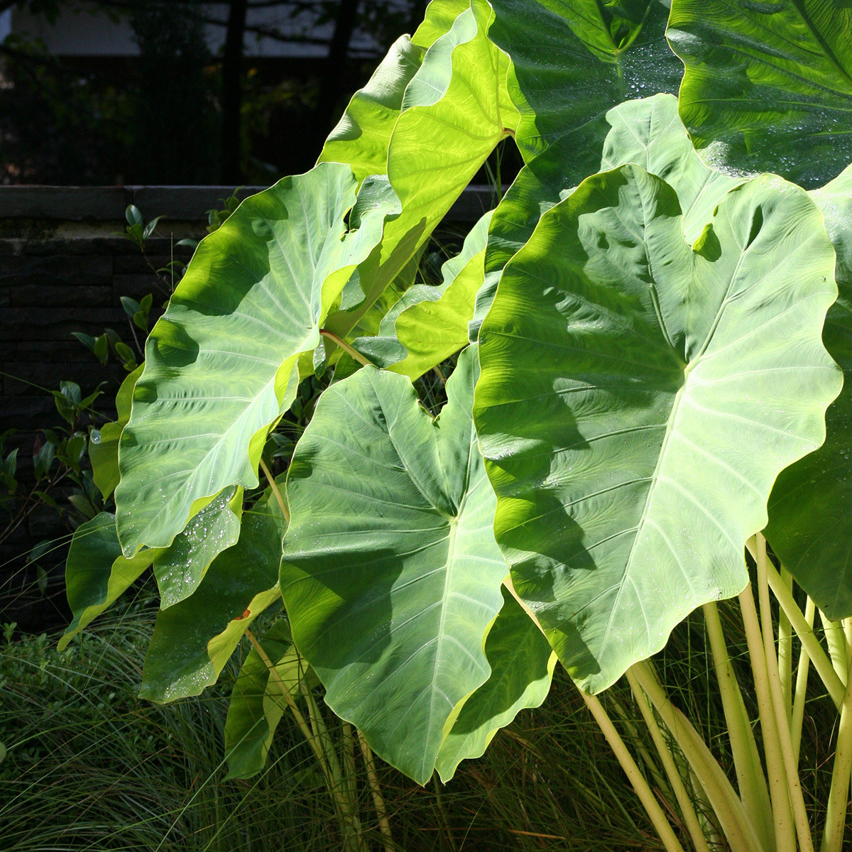 Enlarge Product Preview 2