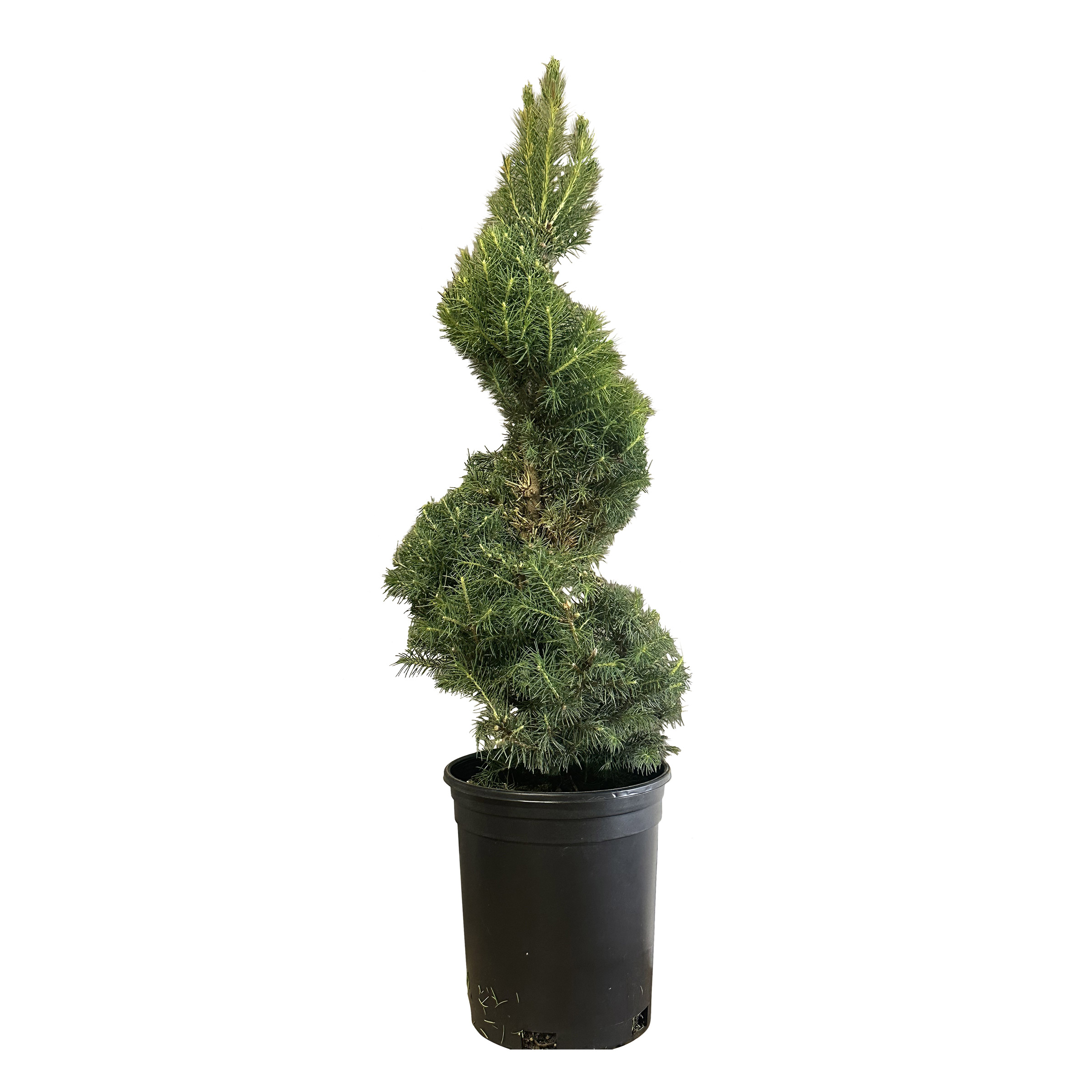 Spiral Dwarf Alberta Spruce  3-pack