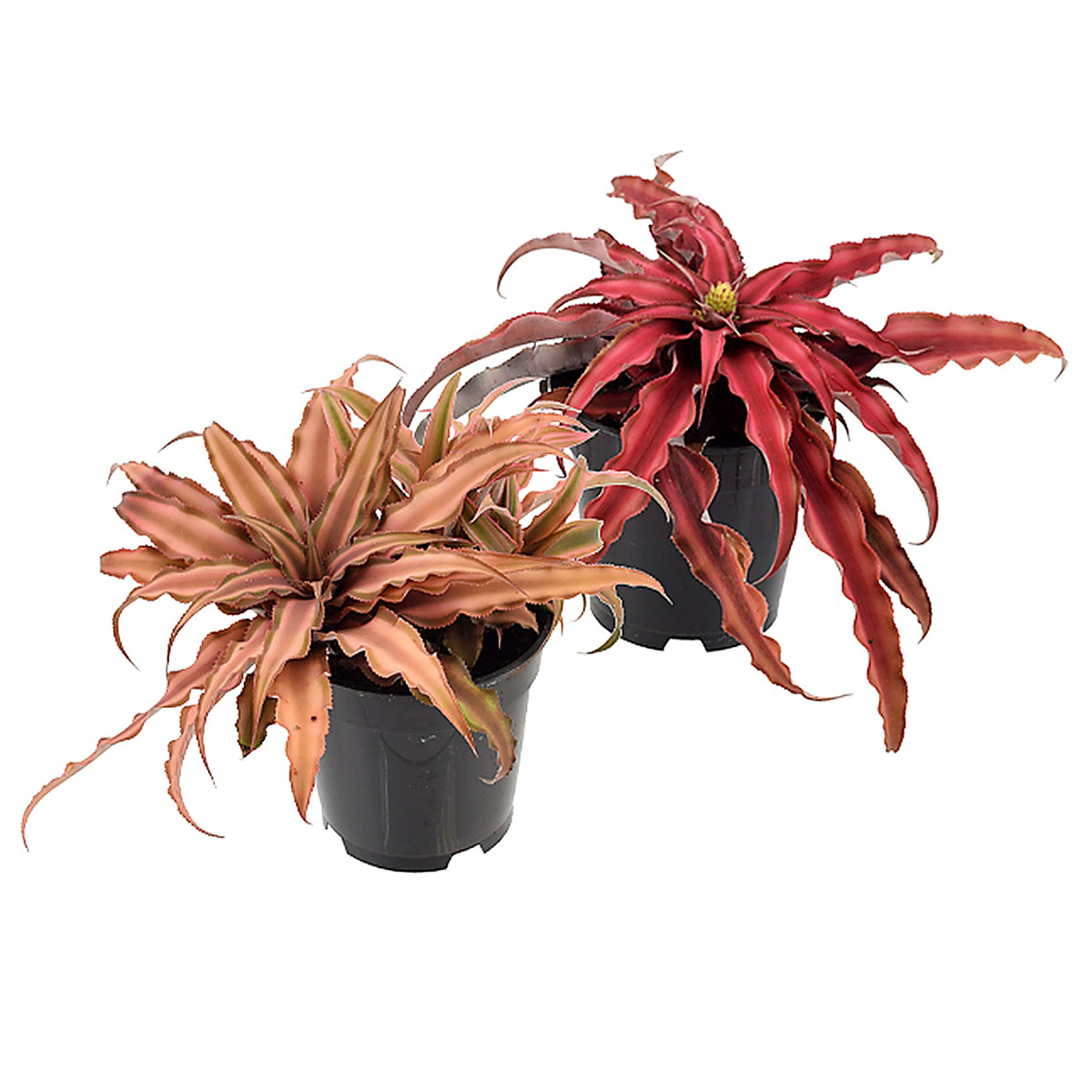 Cryptanthus Pink & Red Earth Star Live Indoor Plant in 4