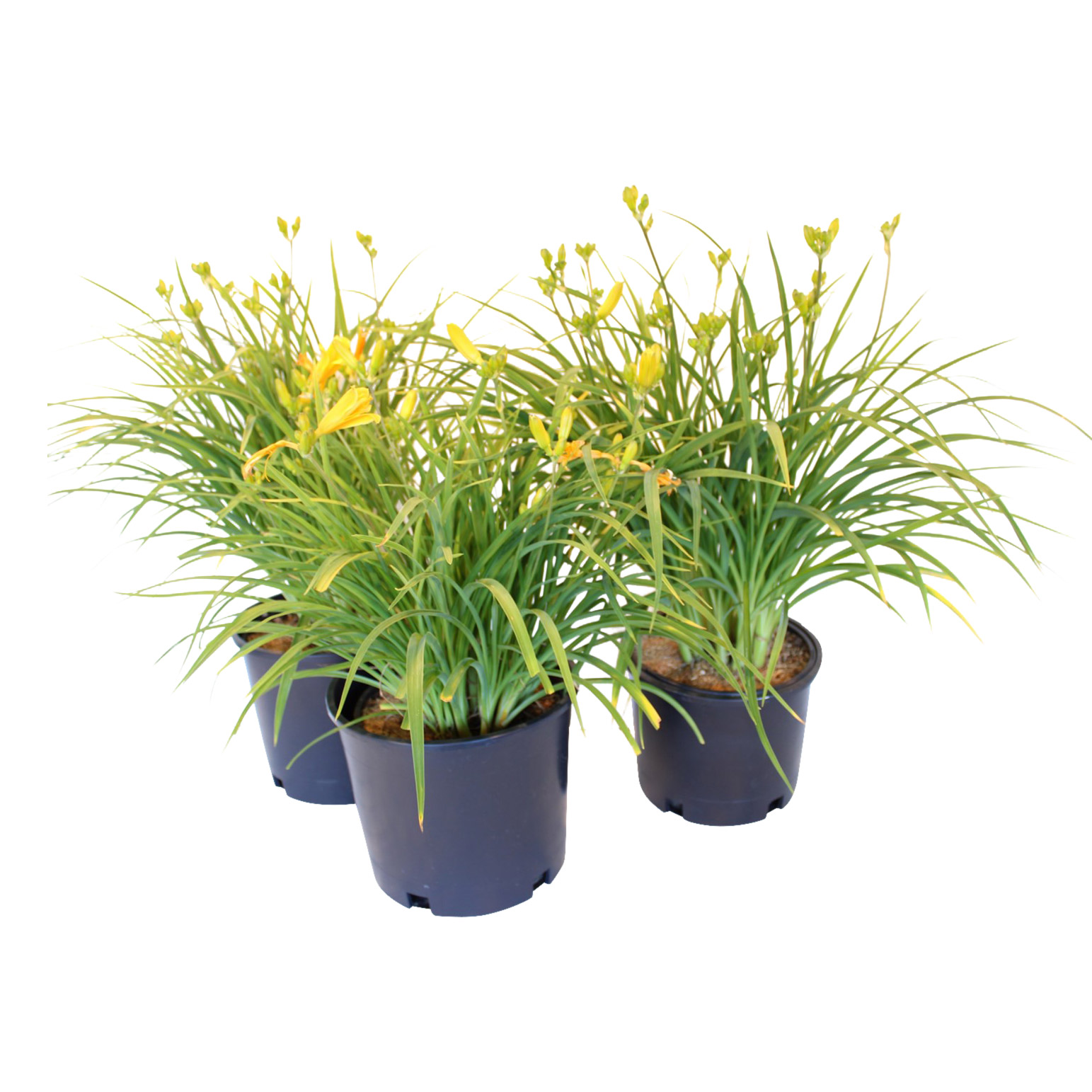 Enlarge Product Preview 3