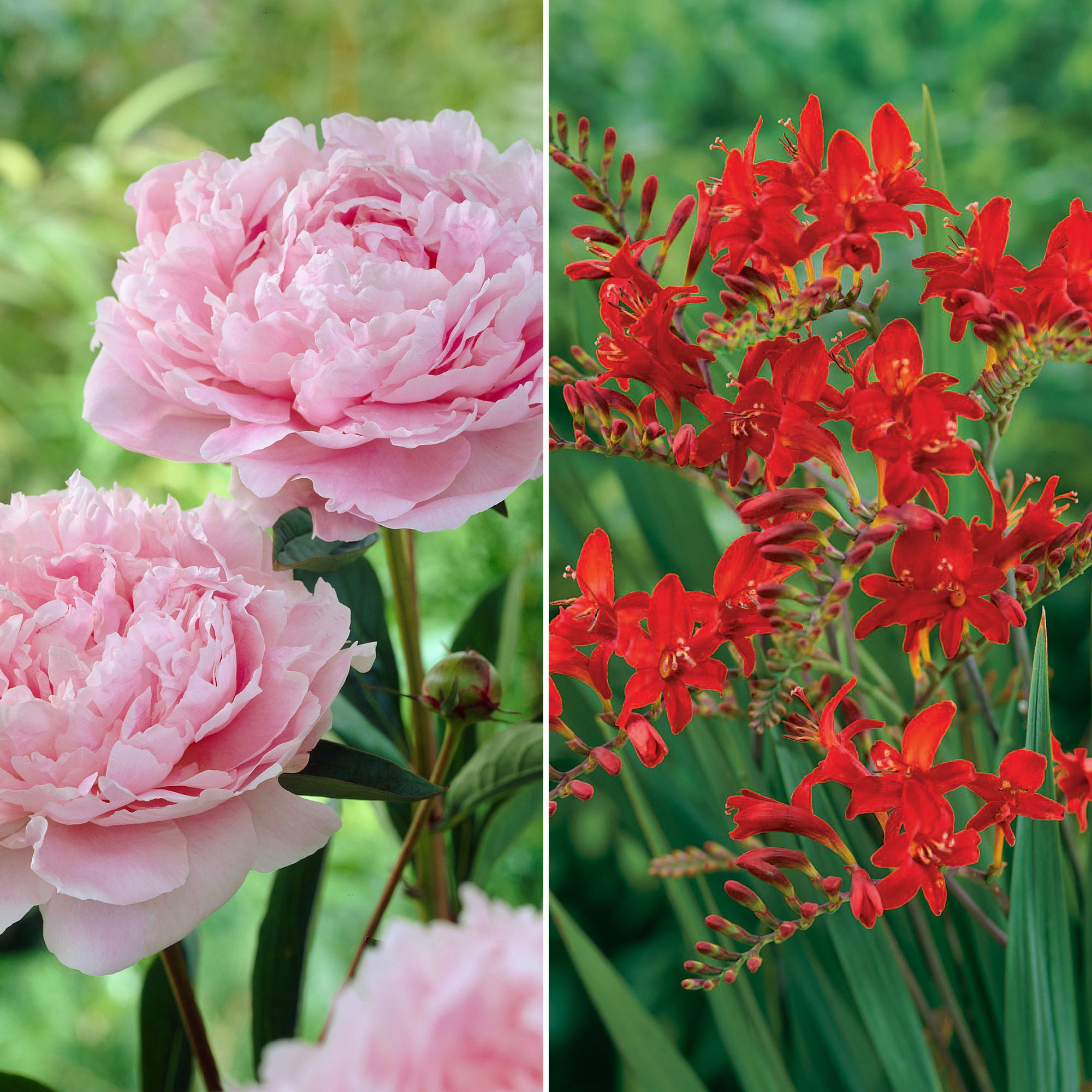 Enlarge Product Preview 4