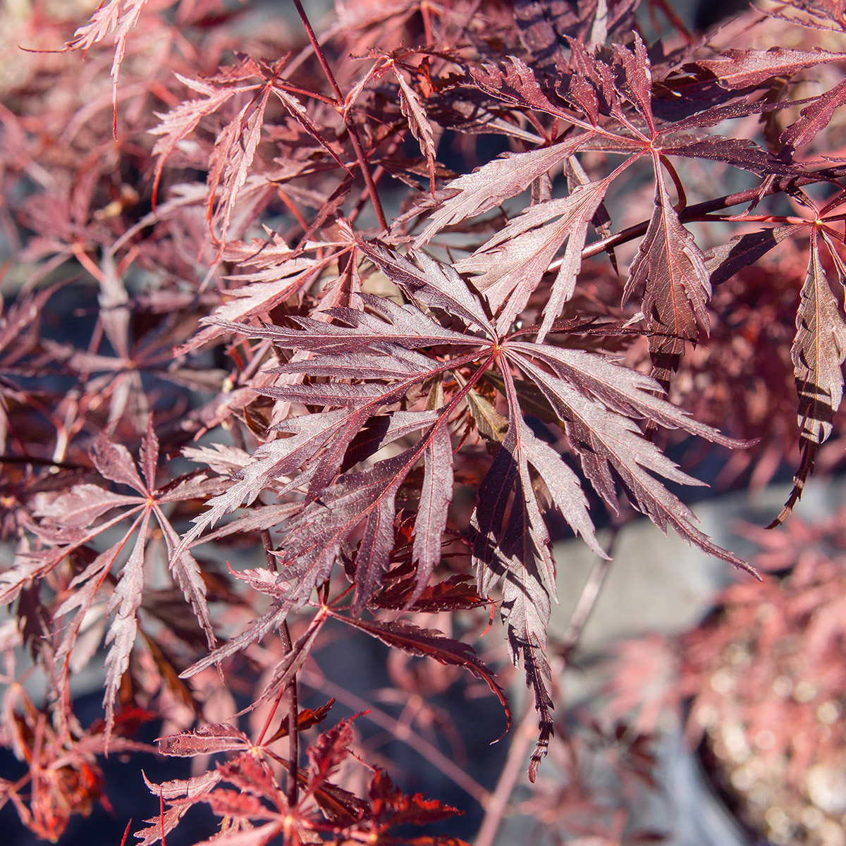 Enlarge Product Preview 4