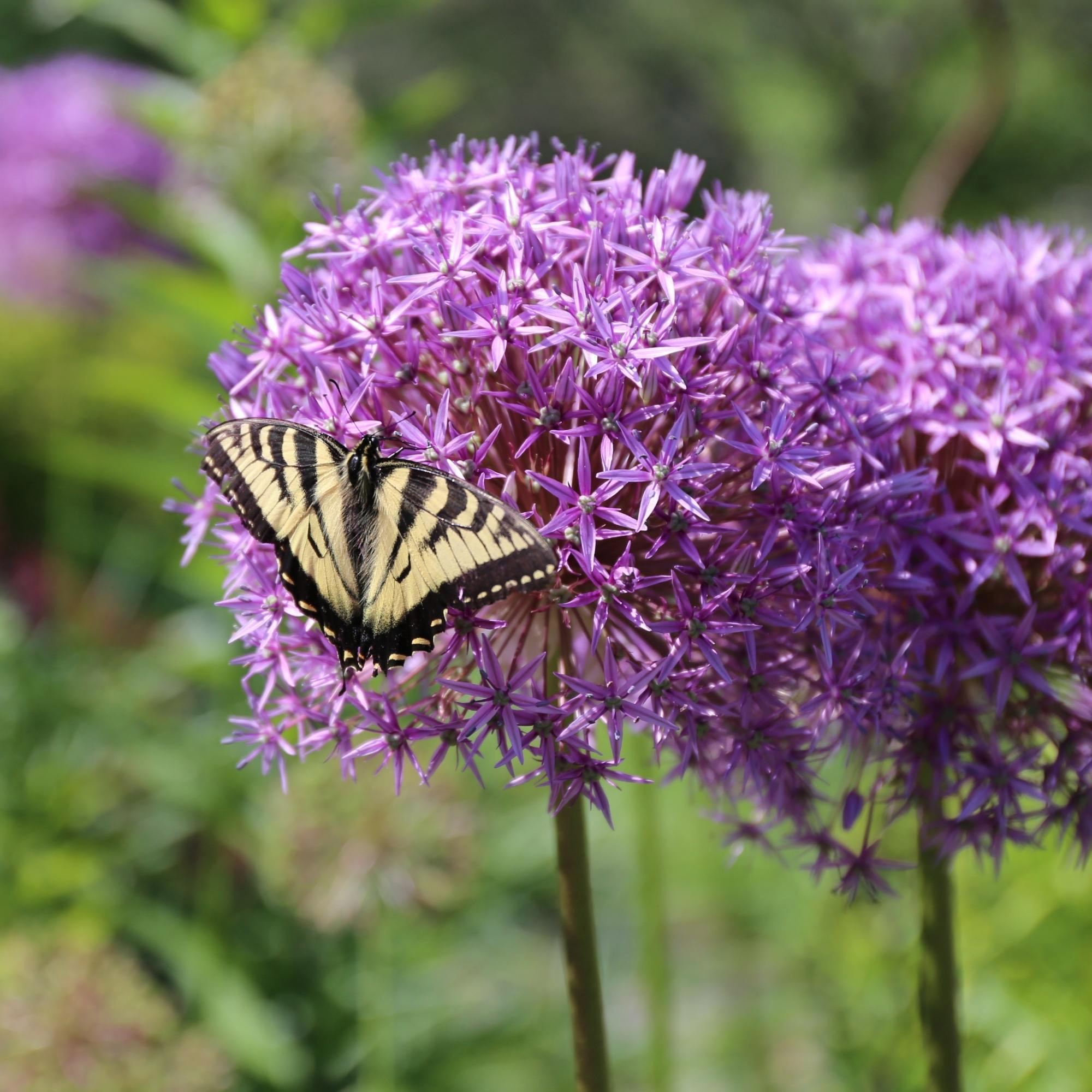 Enlarge Product Preview 3