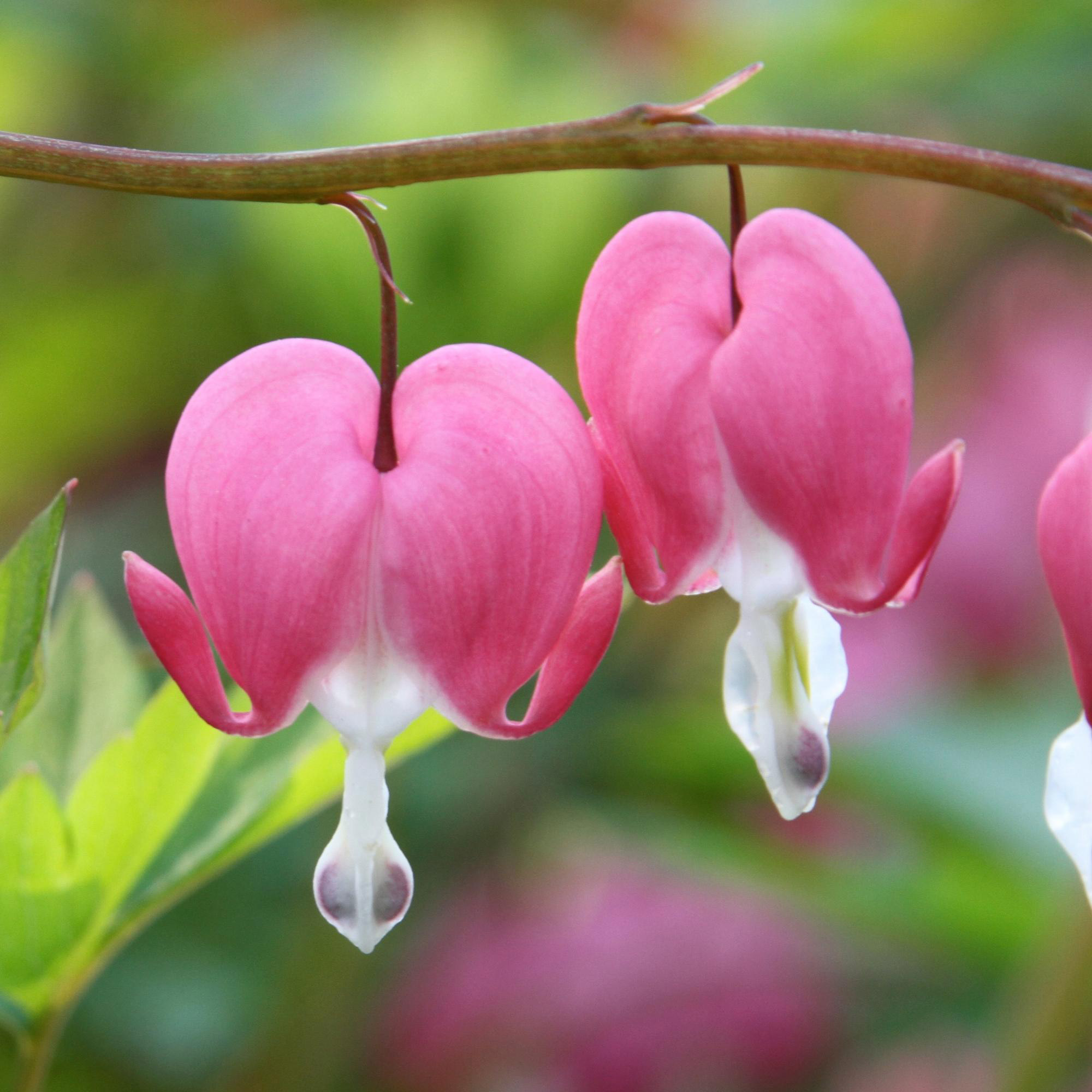 Enlarge Product Preview 8