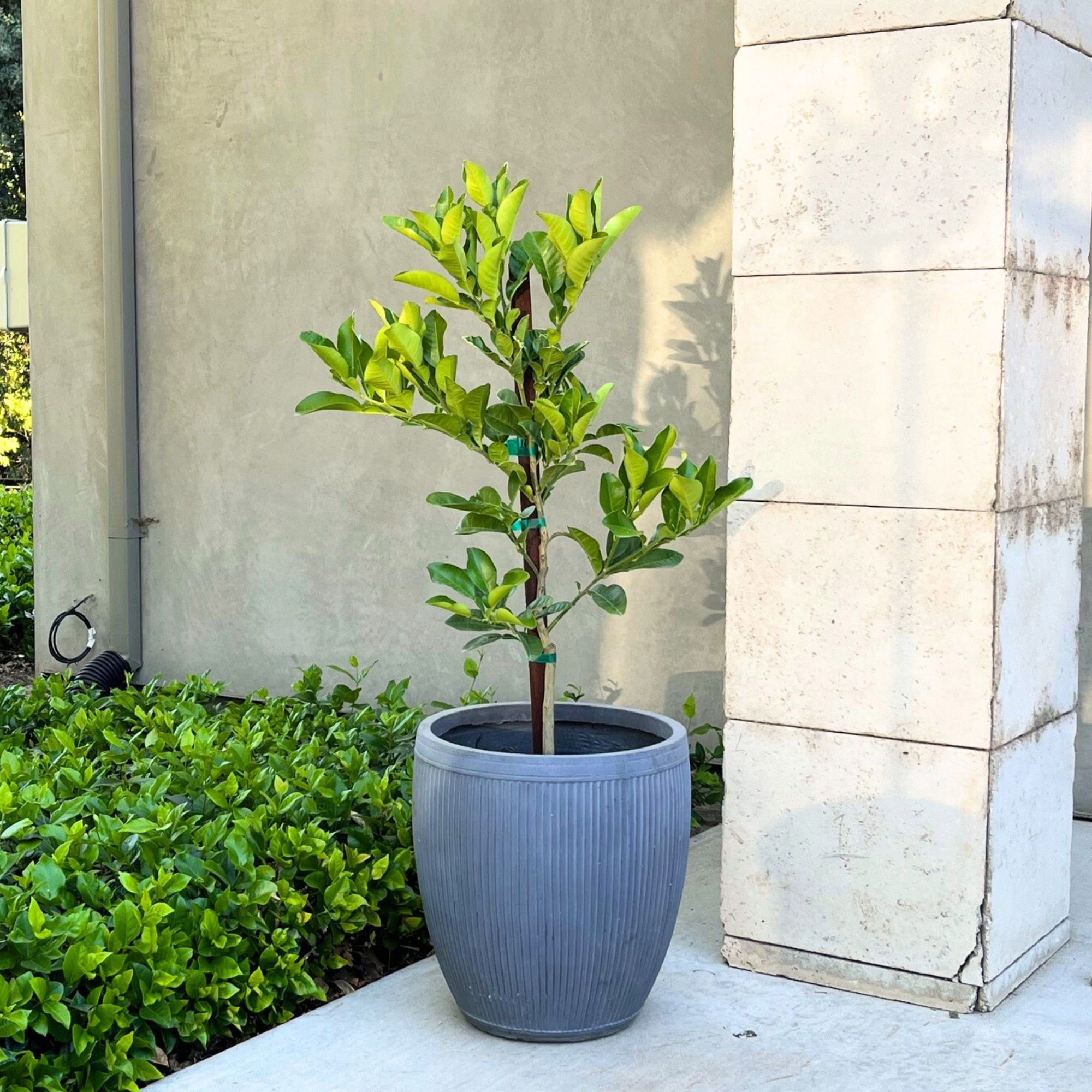 Enlarge Product Preview 2 Successfully Enriched by automation Job.