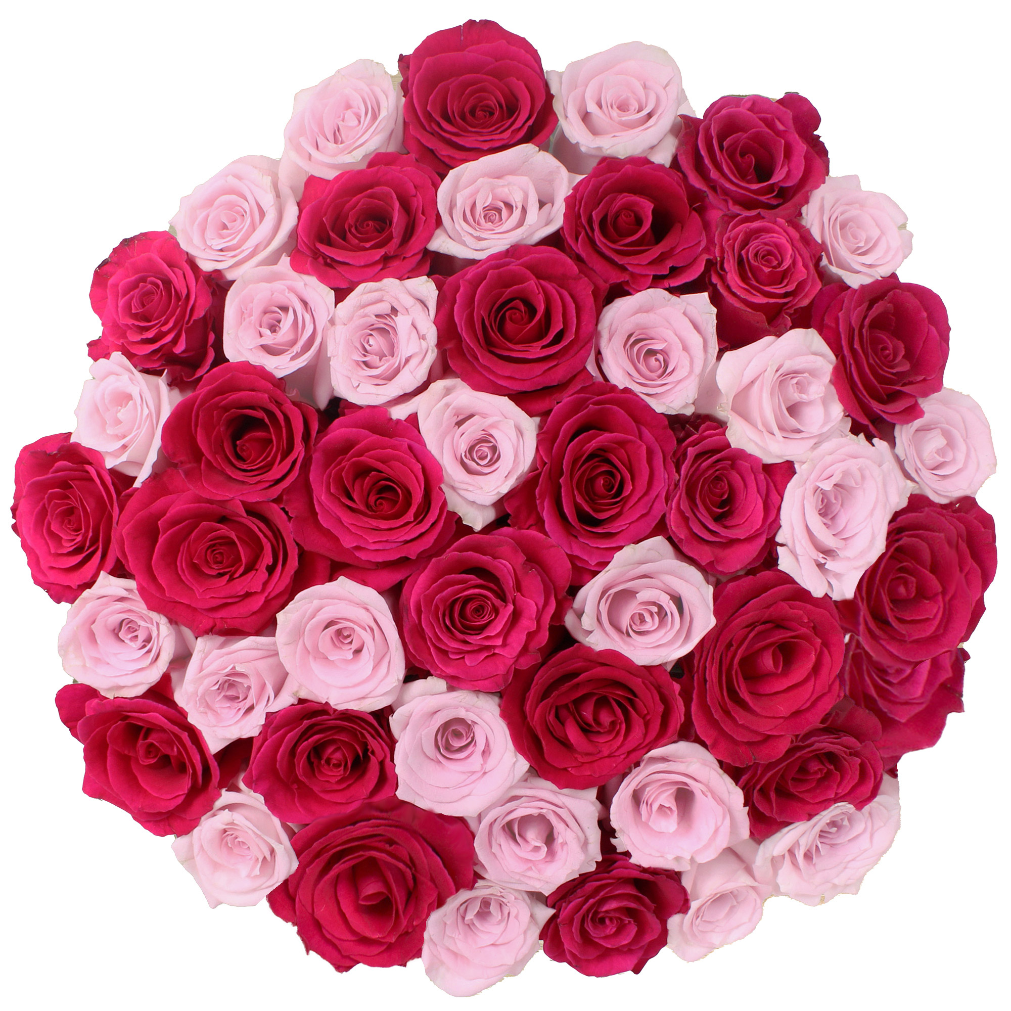 Roses, 48 Stems - Hot Pink & Pink