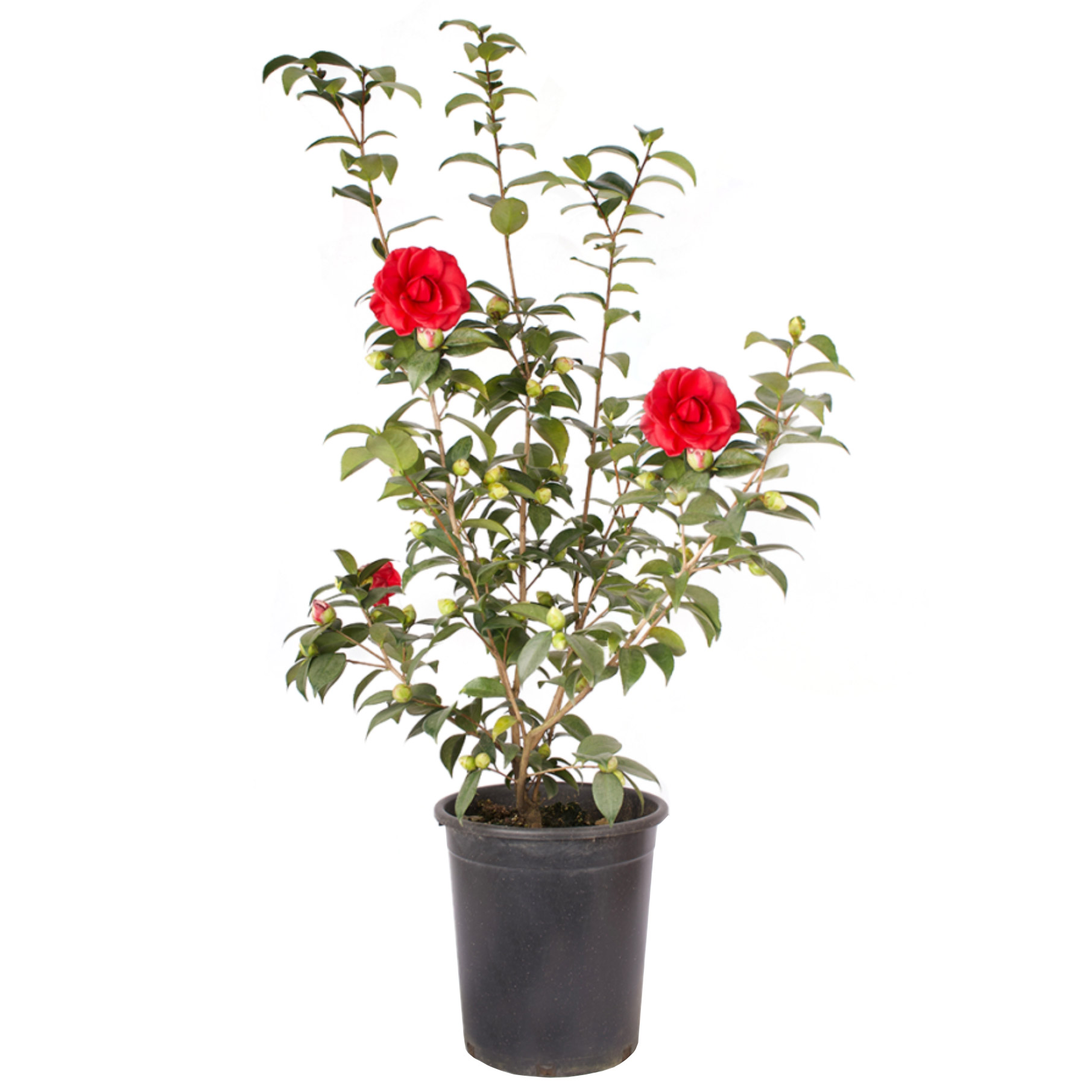 Alder & Oak Camellia