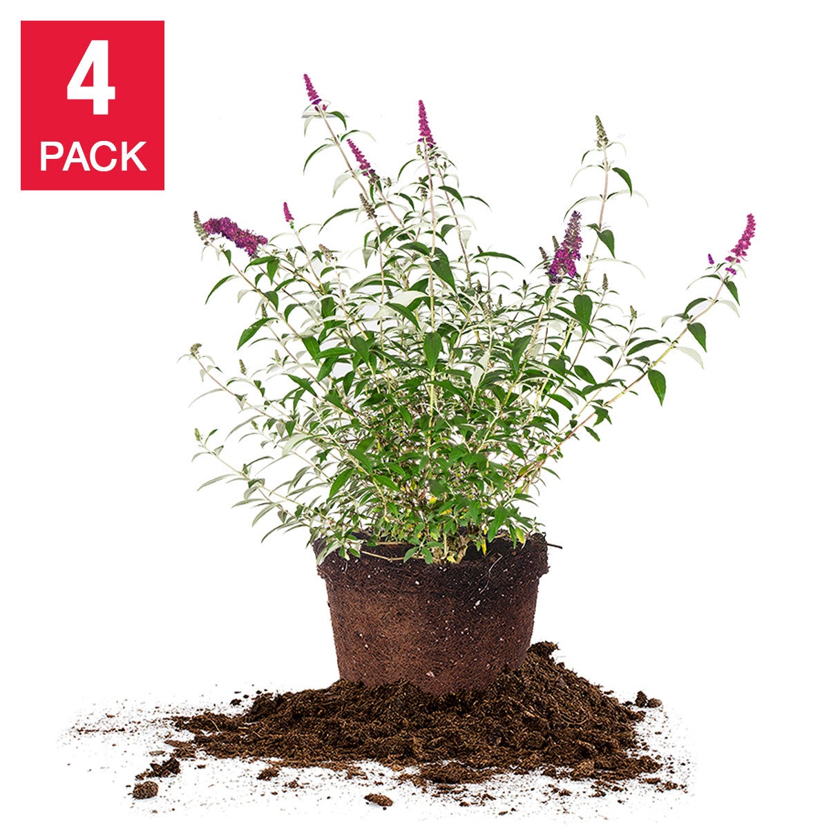1 Gallon Butterfly Bush, 4-pack | Costco 1 Gallon Butterfly Bush, 4-pack | Costco