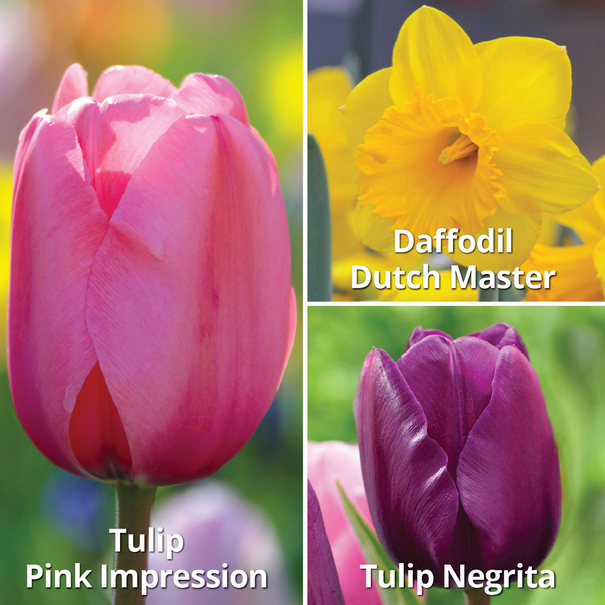 Enlarge Product Preview 4