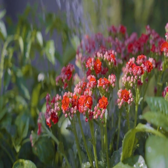 Play Product Video 1