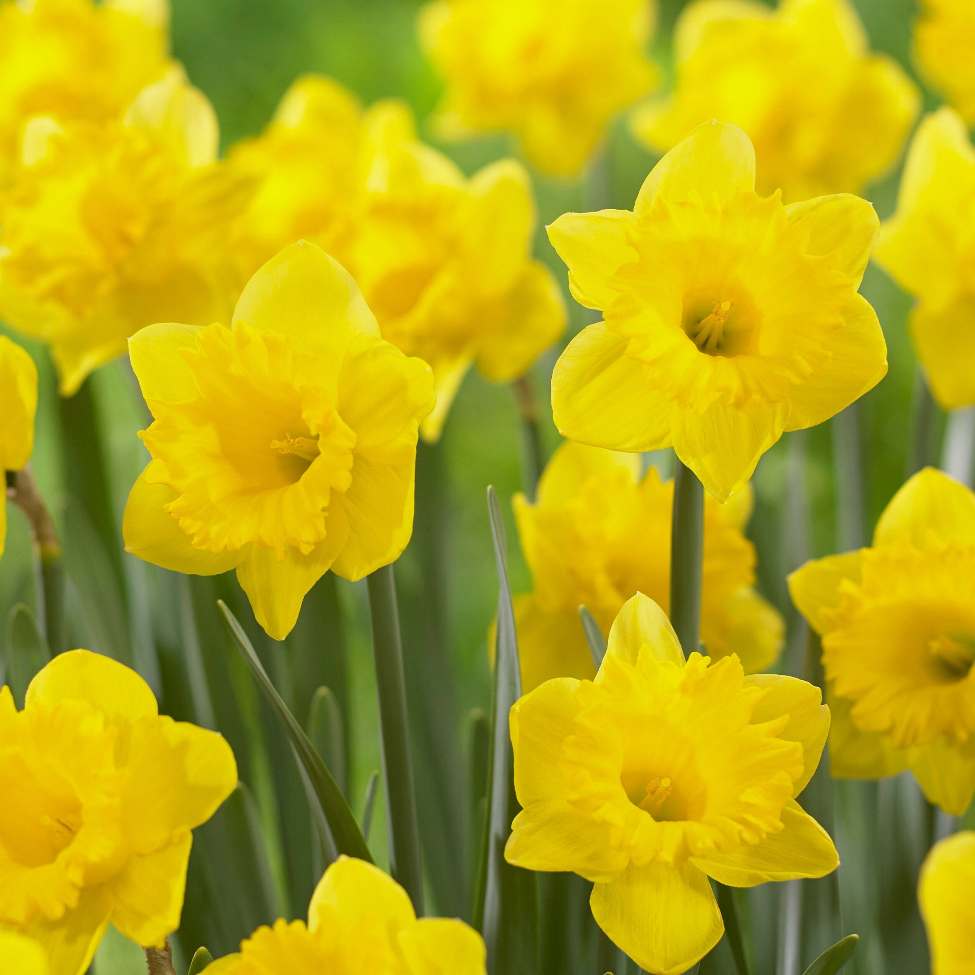 Enlarge Product Preview 3