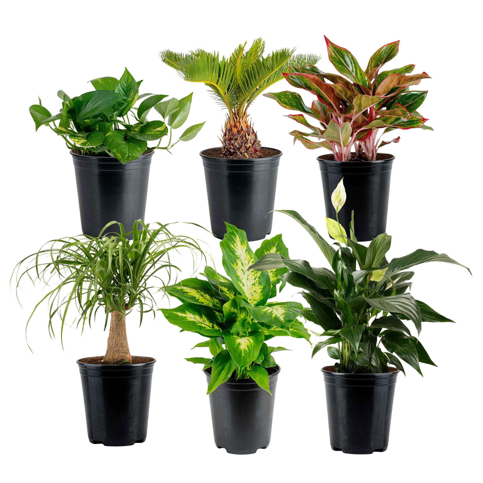 Costa Farms Assorted Houseplants in Nursery Pots, 6-pack | Costco