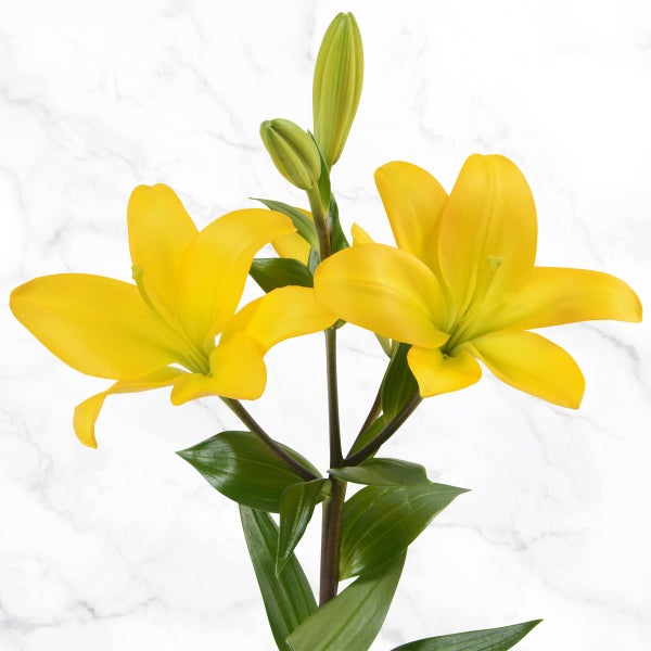 40-stem Asiatic Lilies | Costco 40-stem Asiatic Lilies | Costco
