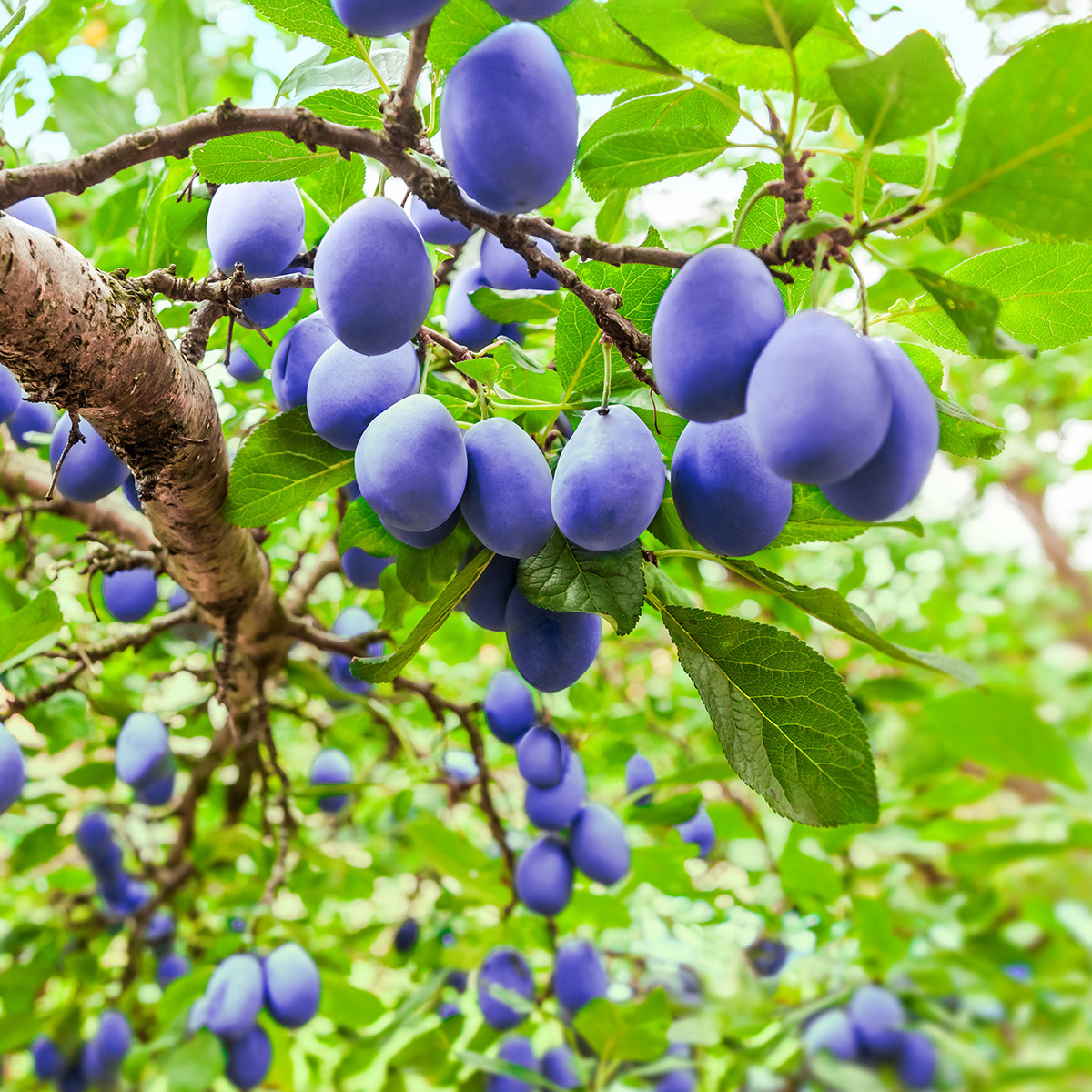 Enlarge Product Preview 6