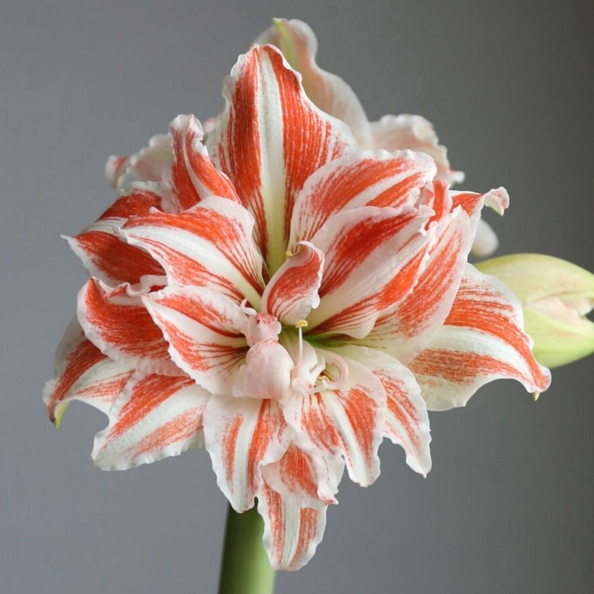 Enlarge Product Preview 4