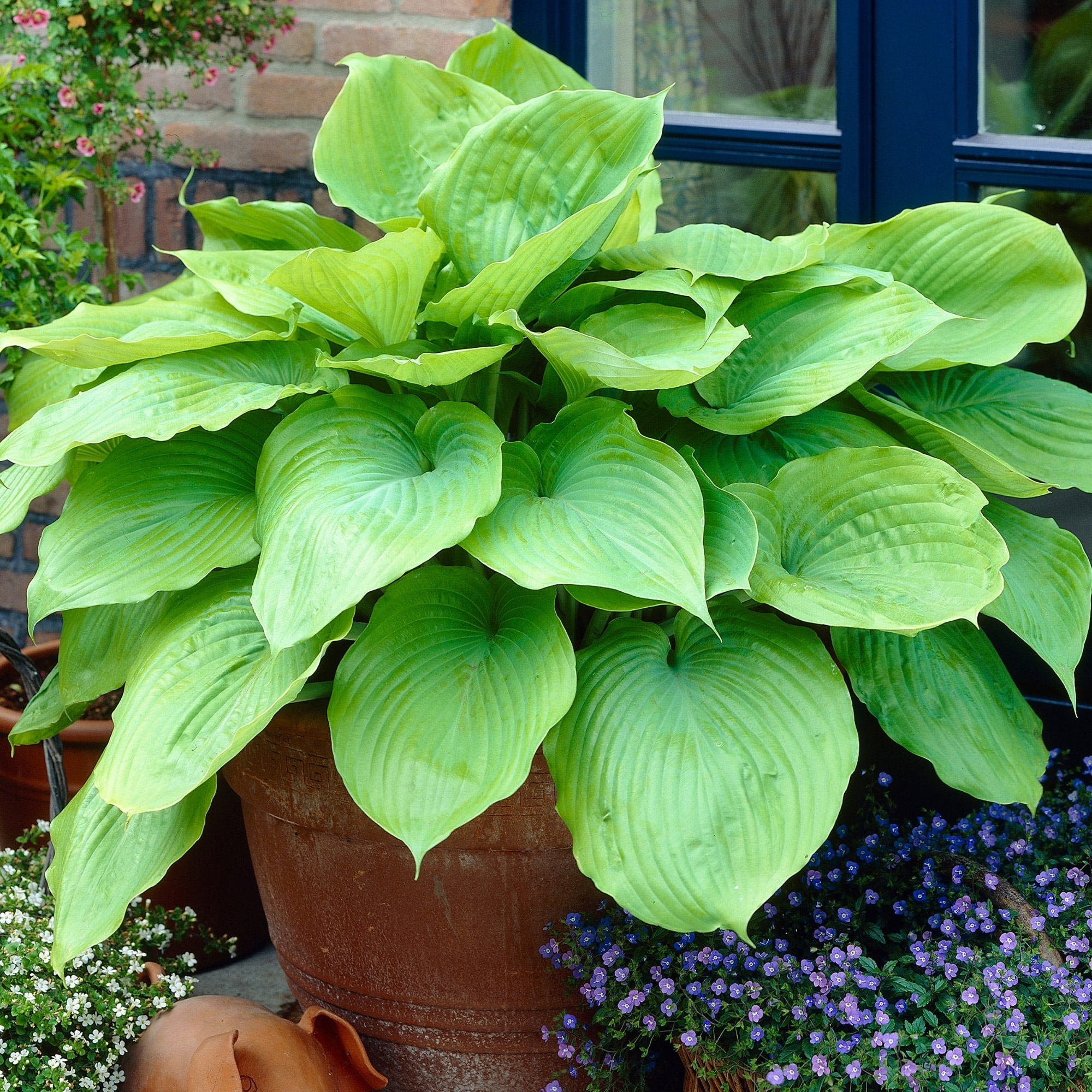 Enlarge Product Preview 14